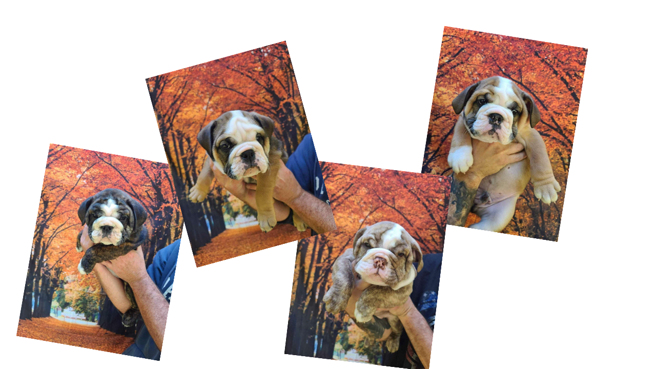 Four photos of bulldog puppies, each held by a person, with a background of fall foliage in orange and red hues.