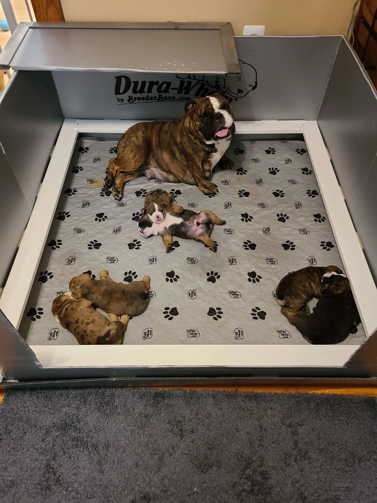 A dog breeder's whelping box with multiple newborn puppies inside and a brindle and white adult dog sitting at the back.