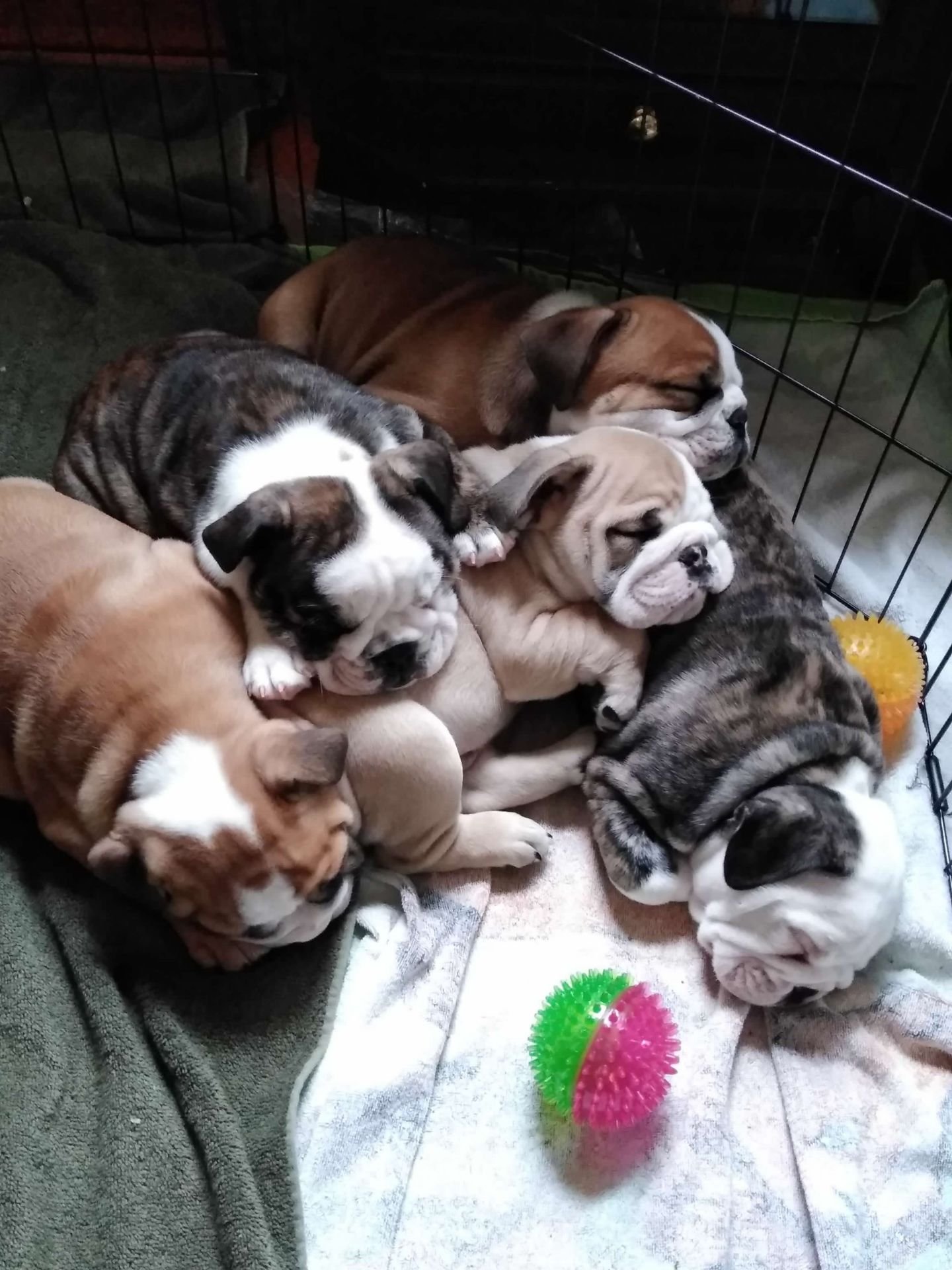 Multiple puppies and bulldog puppies sleeping together inside a pet crate with a blanket and toys.