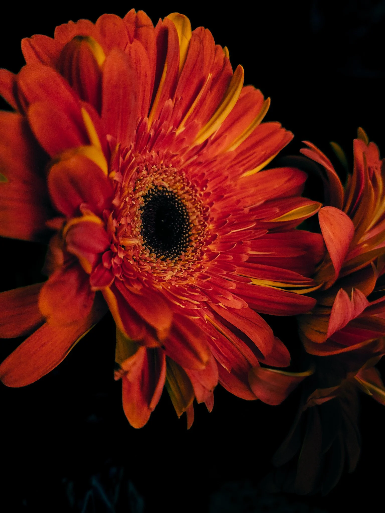 Close-up of a vibrant orange flower with yellow accents on its petals against a dark background.