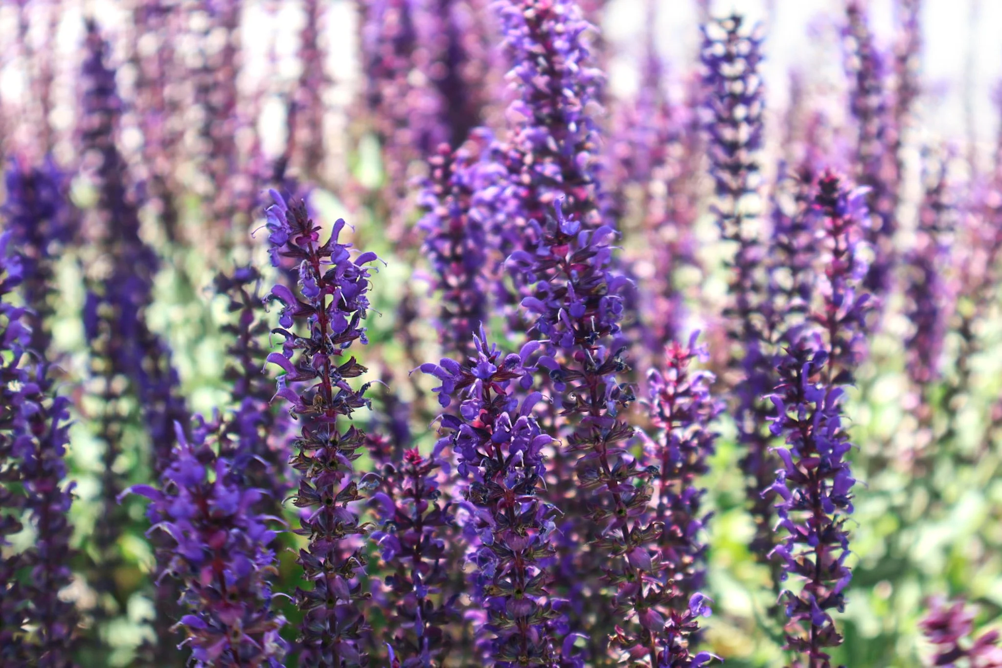 Close-up of purple and pink flowering plants, likely lavender, with sunlight filtering through the blooms.