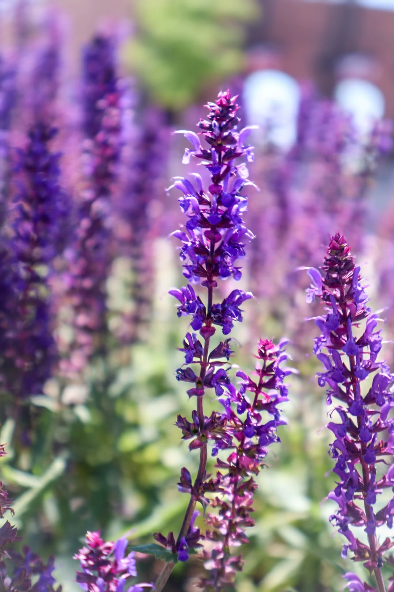 Close-up of purple and pink lavender flowers in a garden with green leaves and blurred background.