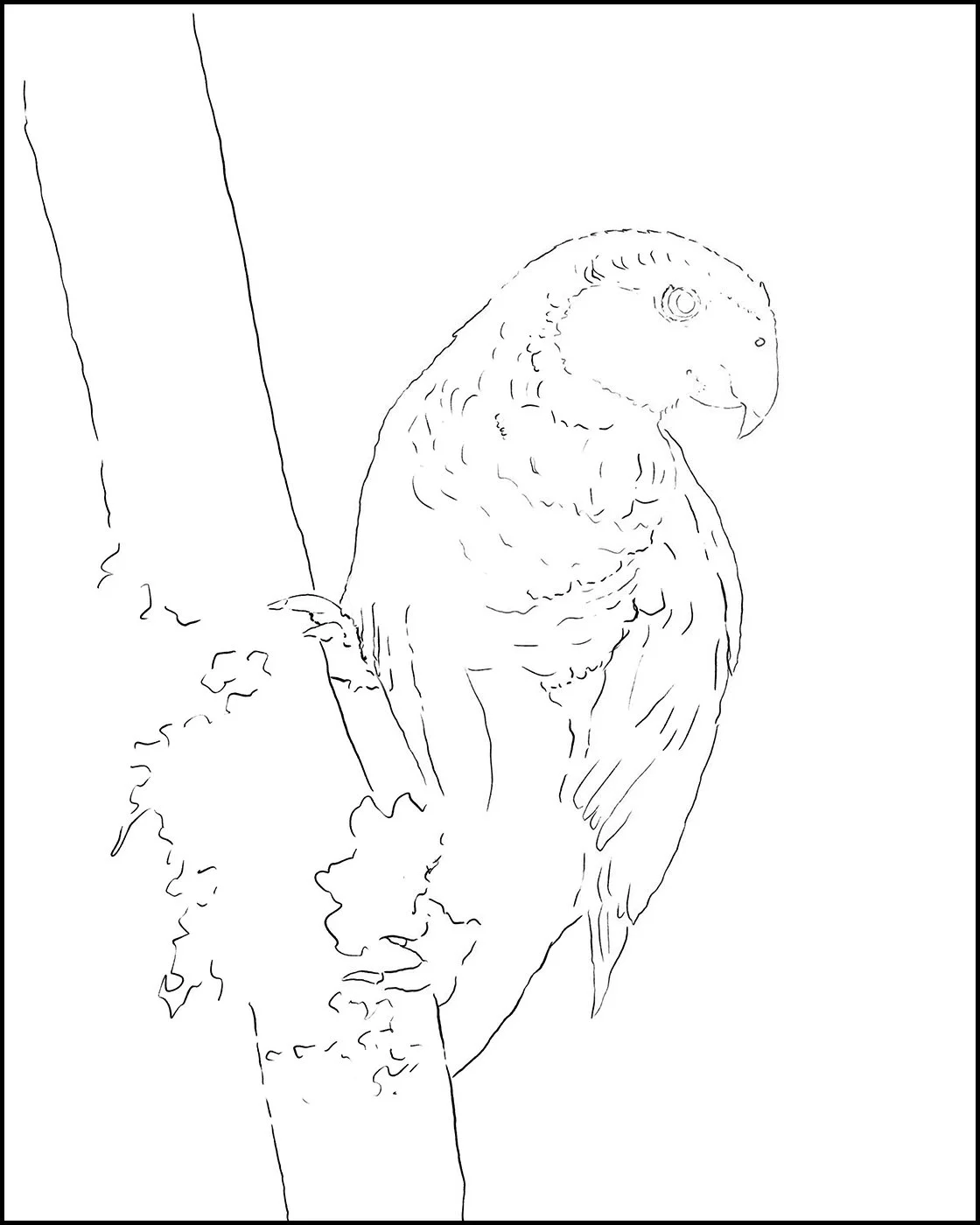 Drawing