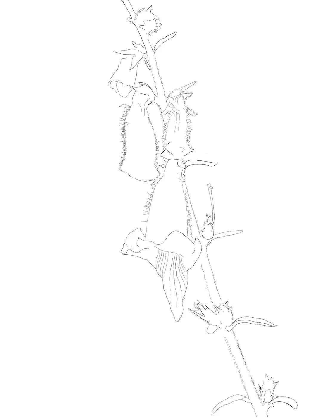 Drawing