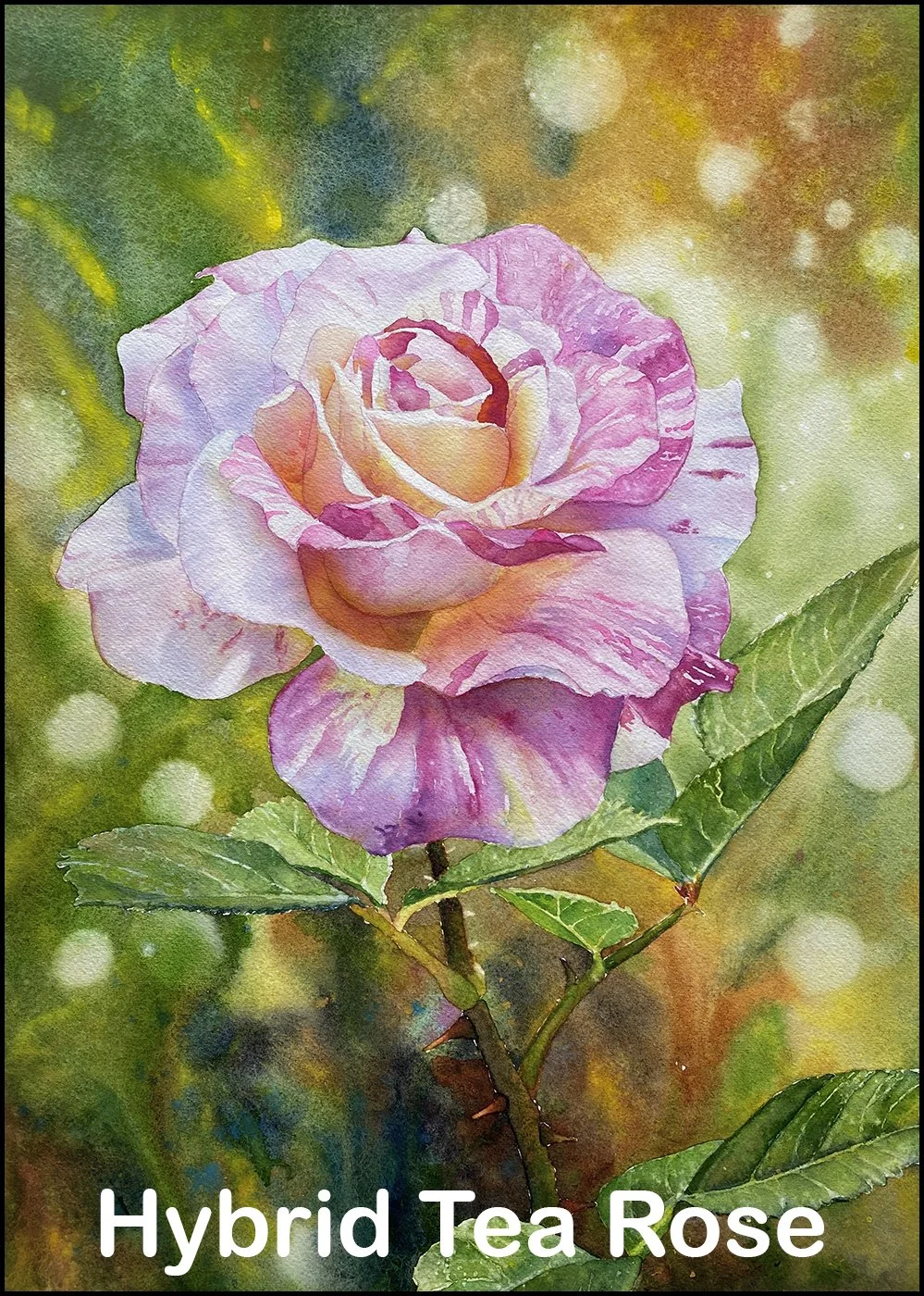 Hybrid Tea Rose,  Ross Barbera,  watercolor on paper, 30" x 22"