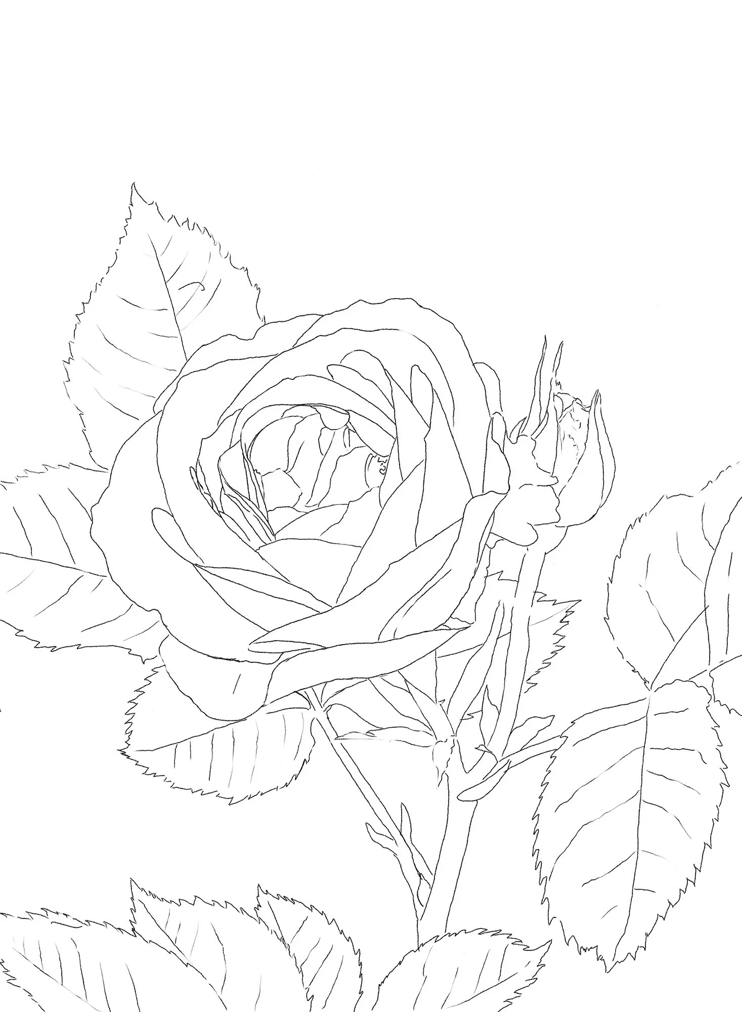 Drawing