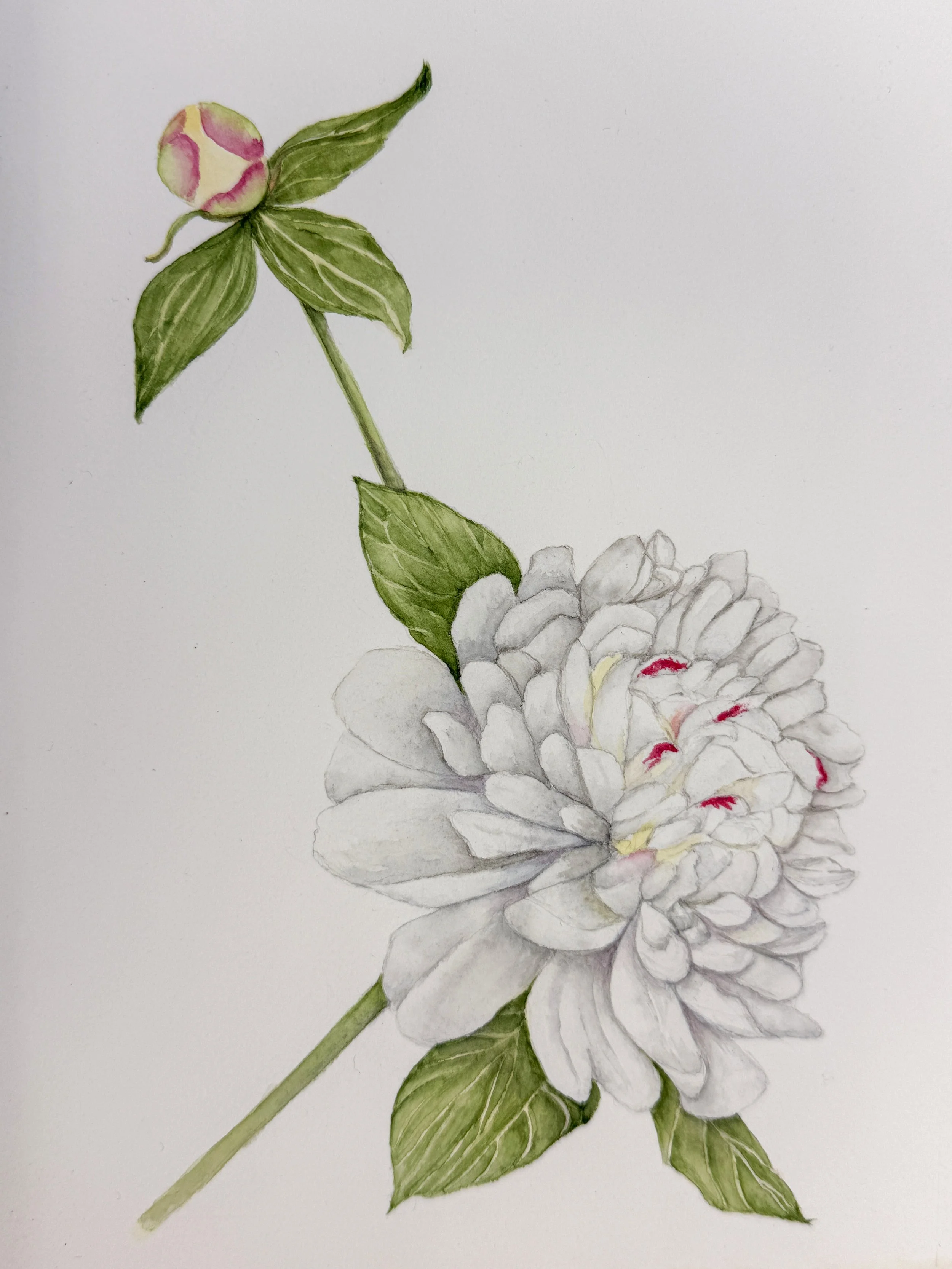 Claire Flatley, "Festiva Maxima Peony," Watercolor on Paper