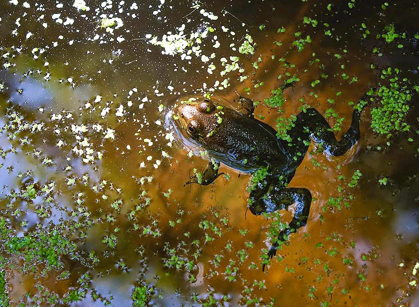 Reference Photograph