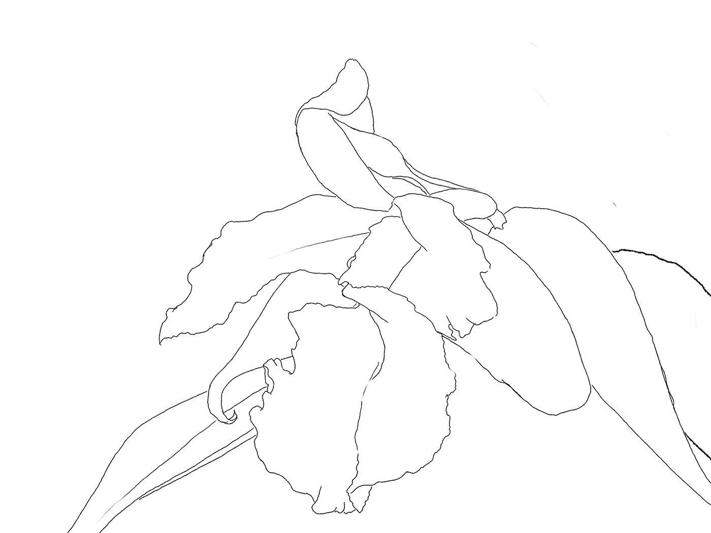 Drawing