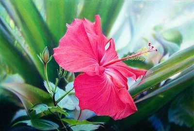 "Red Hibiscus," by Ross Barbera, Acrylic on Canvas, 37" x 55"