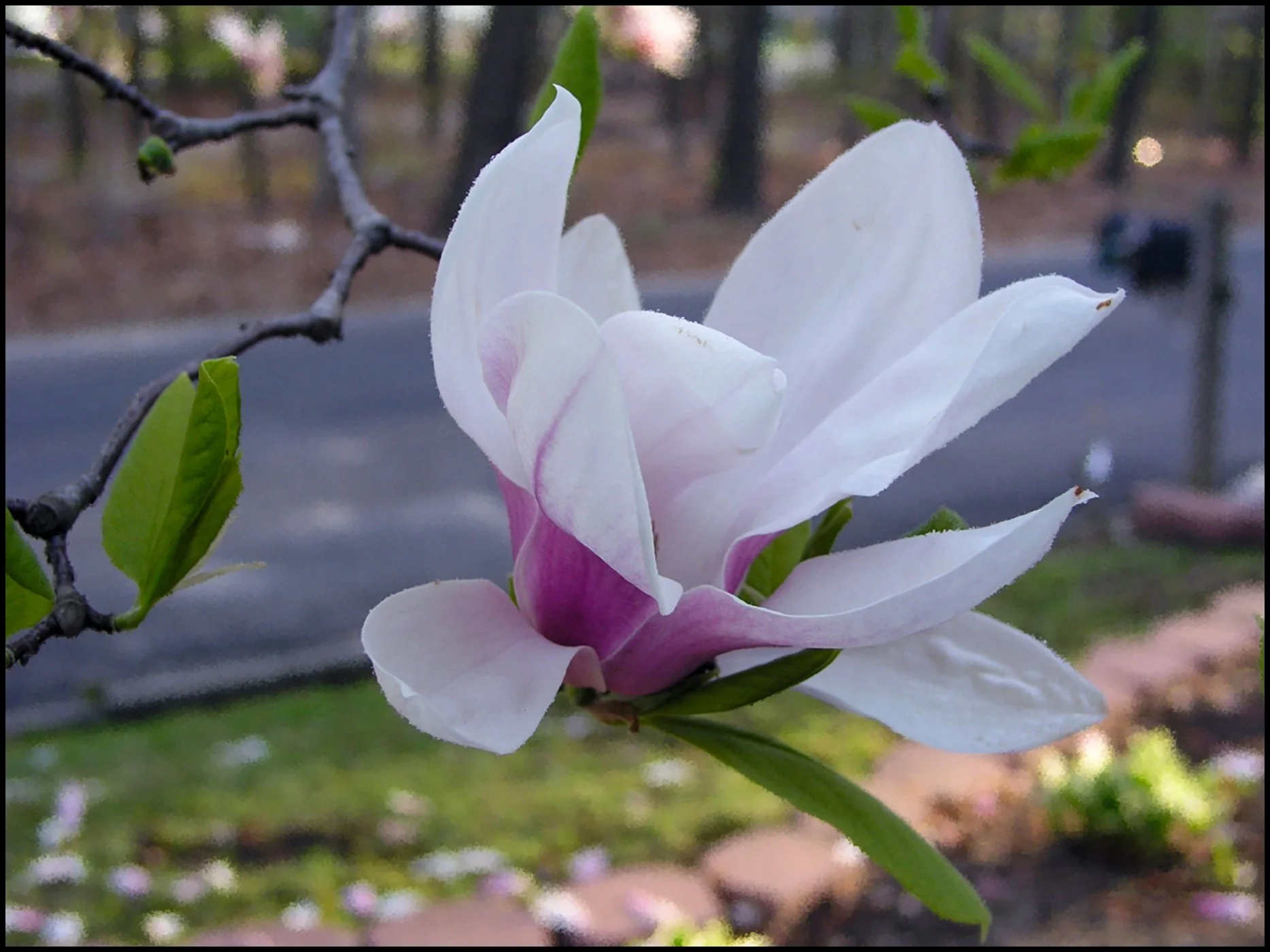 Reference Photo