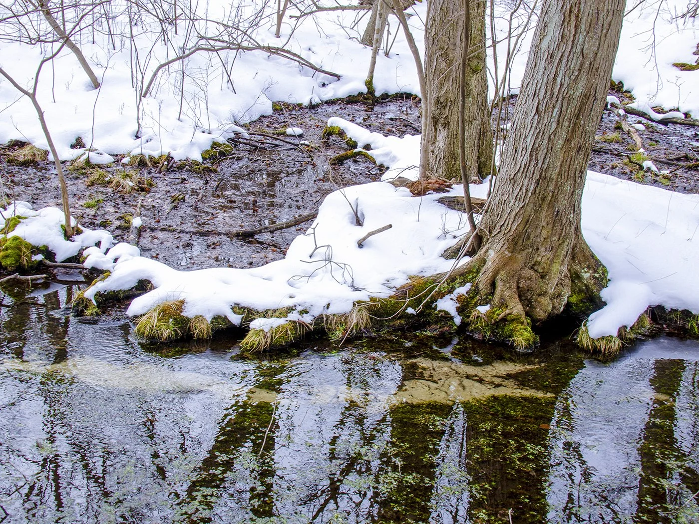 Reference Photograph