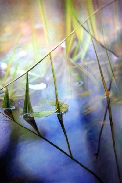 Blades of Grass," by Ross Barbera, Acrylic on Canvas, 62" x 46"