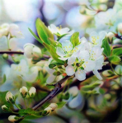 "Late April: Cherry Blossom," by Ross Barbera, Acrylic on Canvas, 46"x 46" 