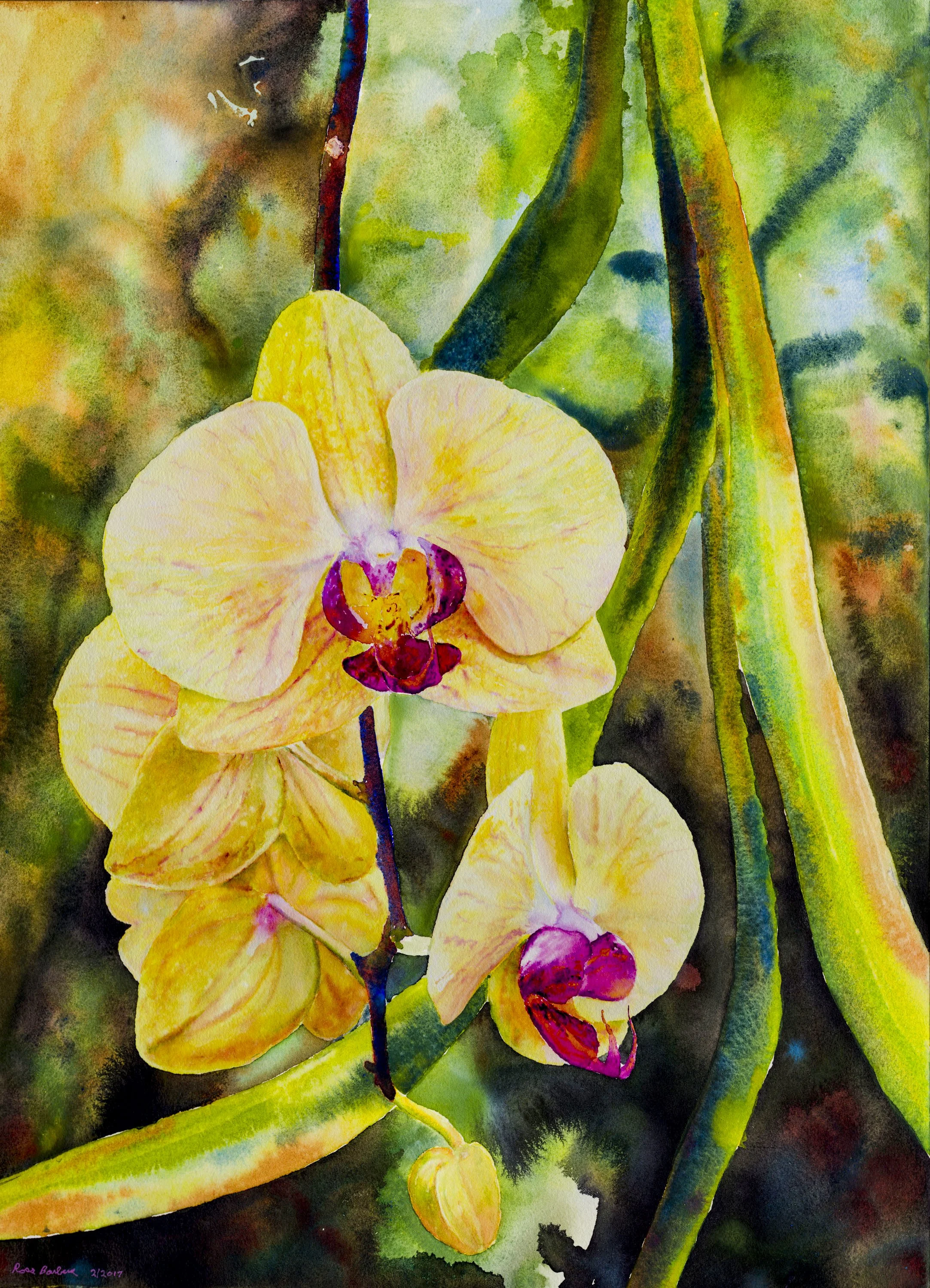 Ross Barbera, “Phalaenopsis Orchids," watercolor on paper, 30" x 22"