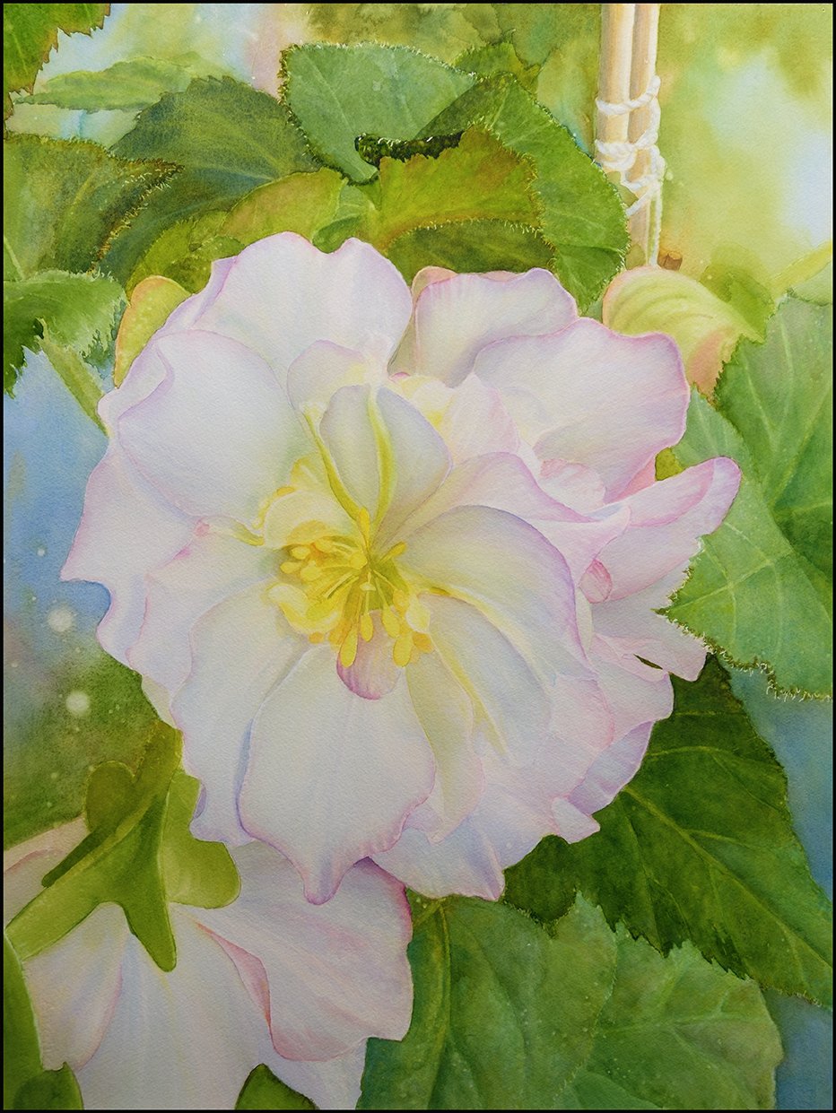 Ross Barbera, "White Begonia, Watercolor on Paper, 30" x 22", 2026