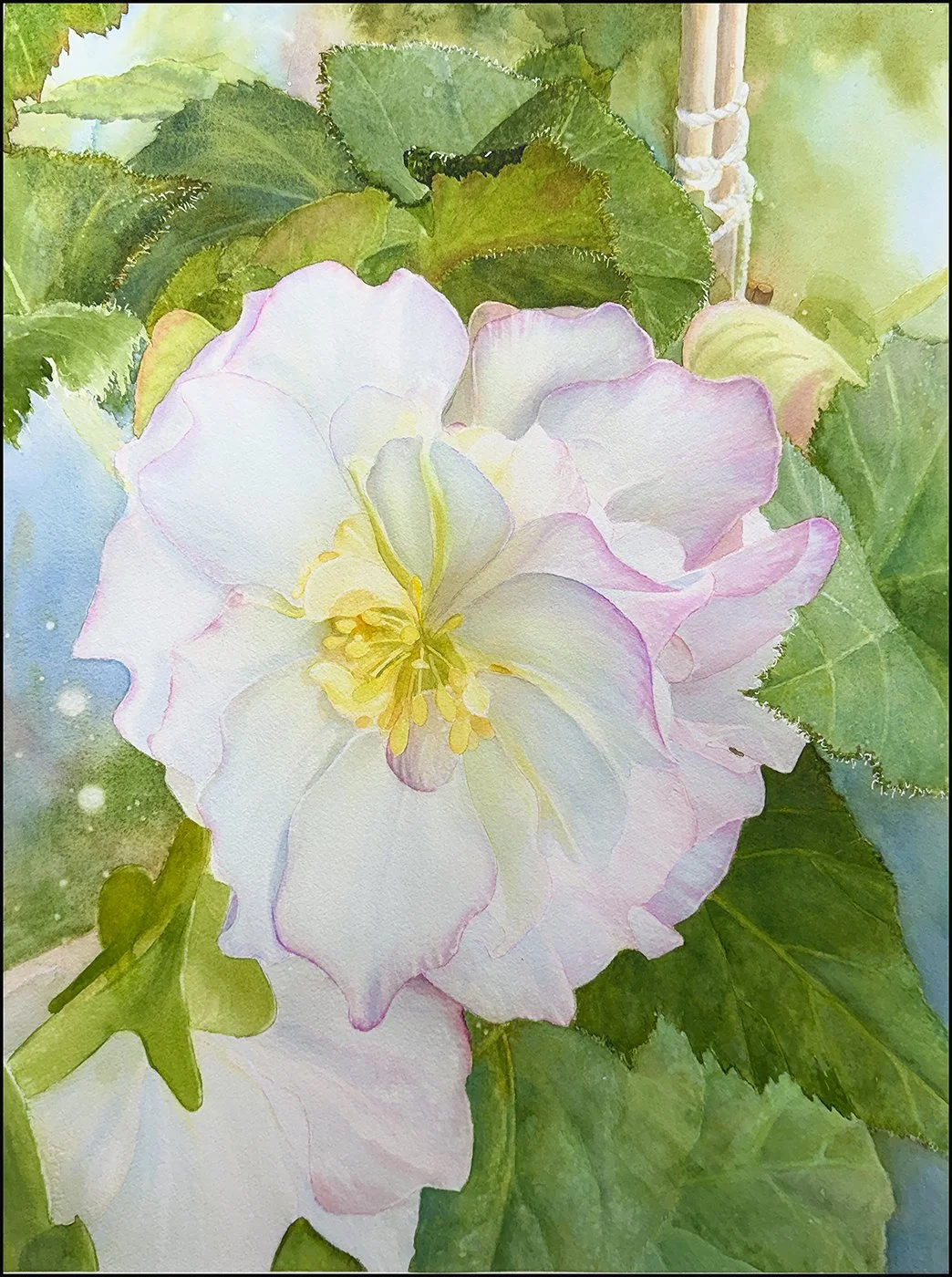 White Begonia thumb.jpg