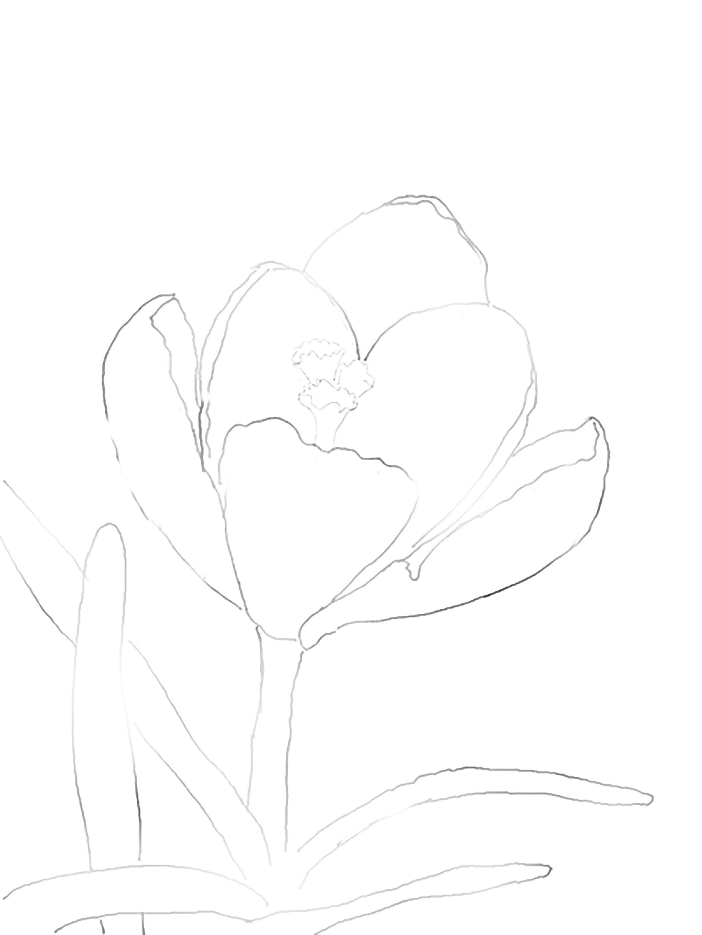 Drawing
