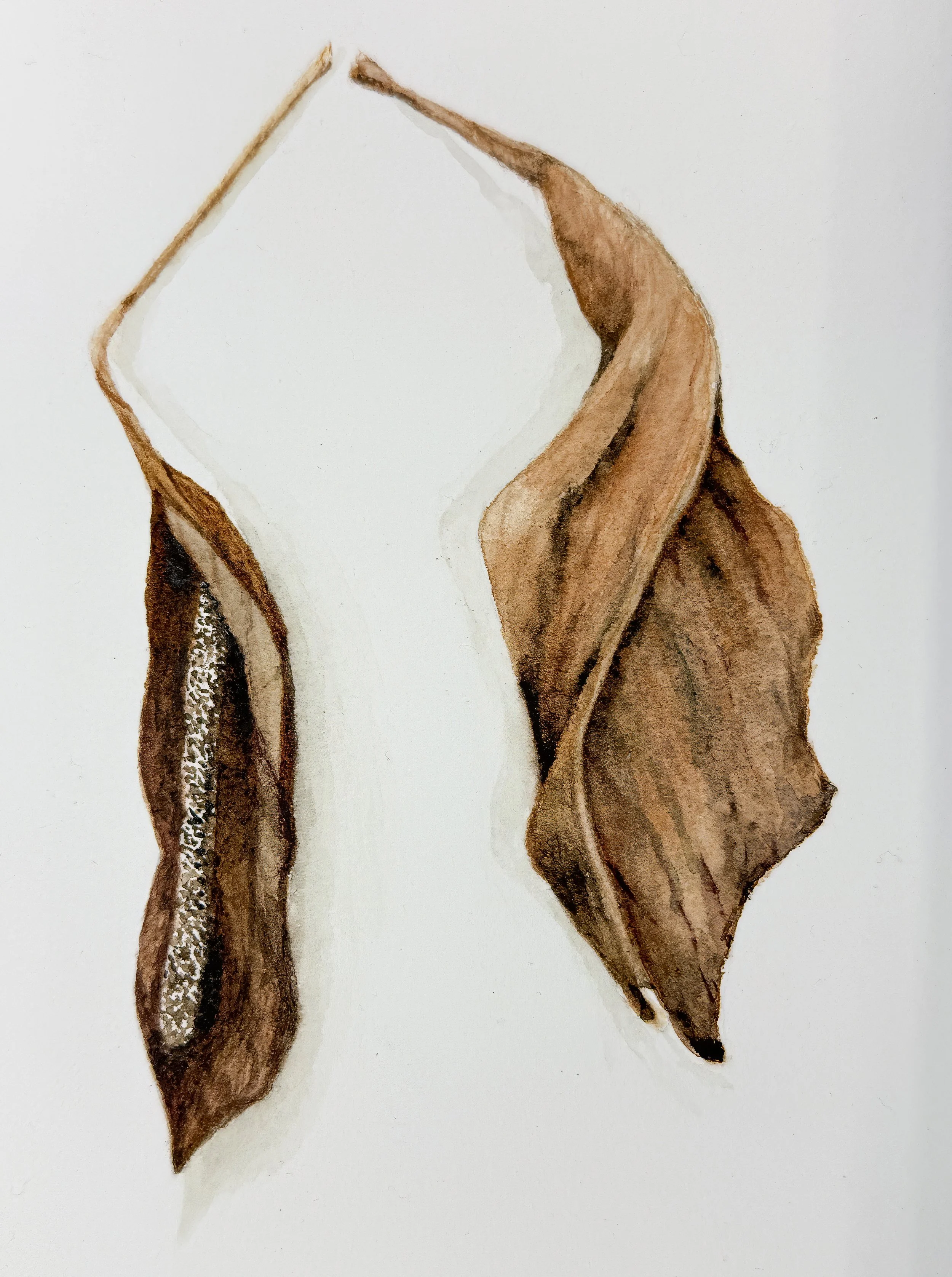 Claire Flatley, "Peace Lily, Expired," Watercolor on Paper