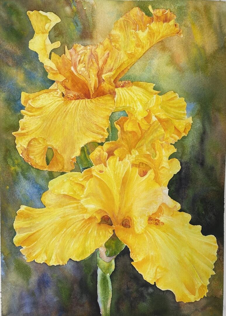 Yellow Iris.jpg