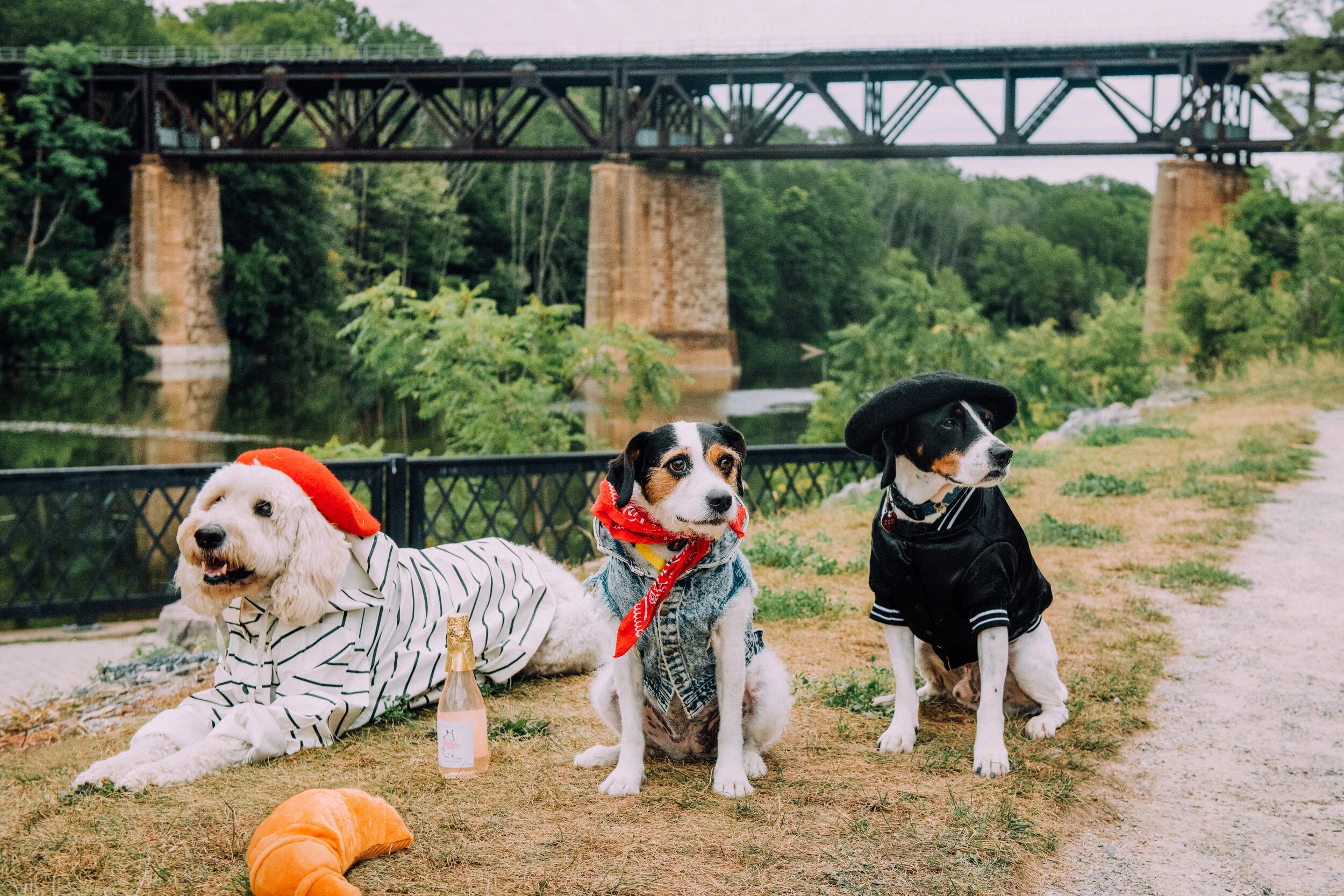 Dogs Interrailing__EKP1862-Edit-2.jpg