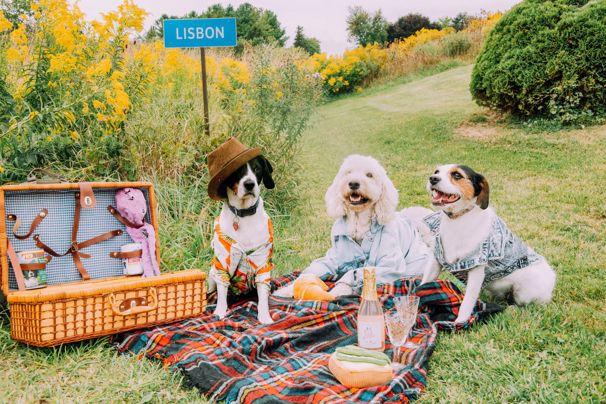Dogs Interrailing__EKP1753-Edit.jpg