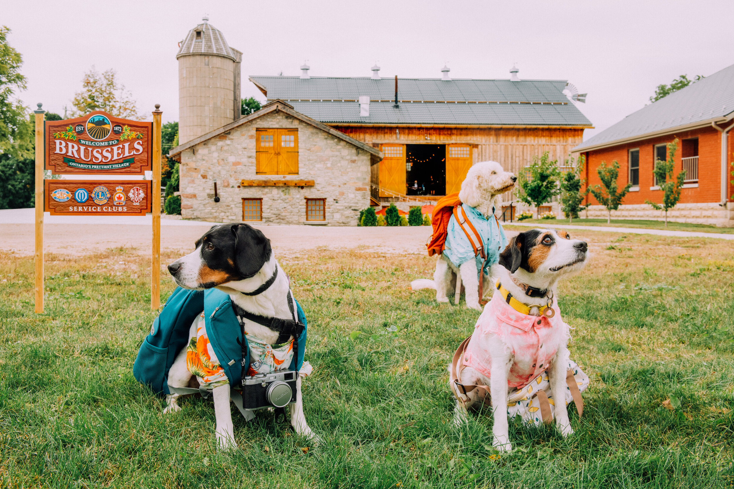 Dogs Interrailing__EKP1540-Edit.jpg