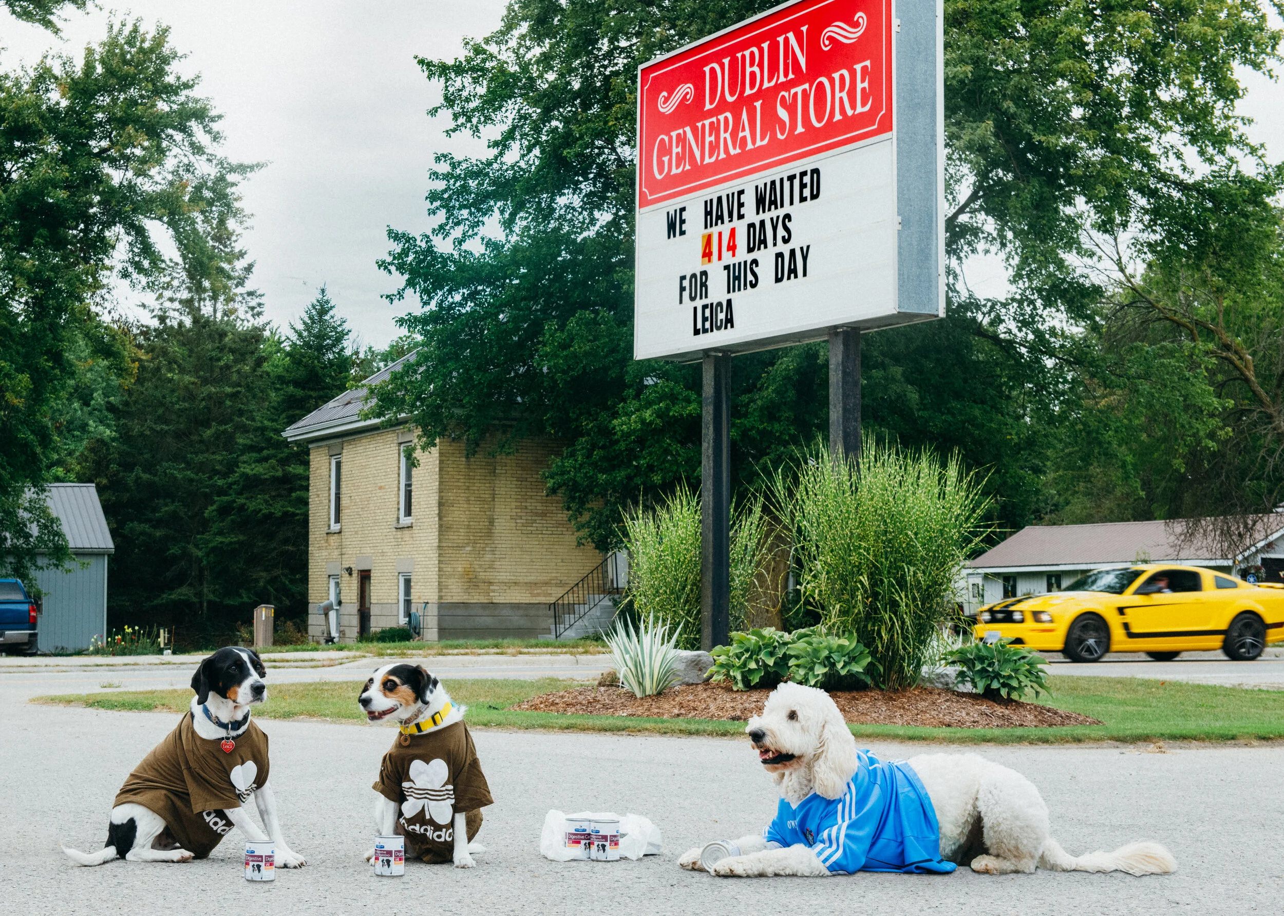 Dogs Interrailing__EKP1708-Edit.jpg