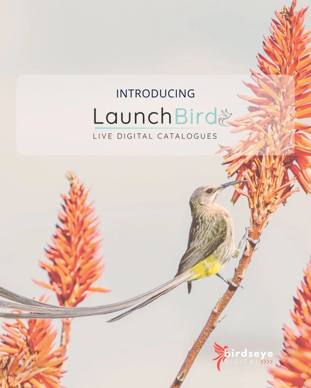 Most product catalogues are working against you. Not because they are badly designed, but because a PDF is invisible to Google, goes out of date the moment something changes, and ends up buried in someone's inbox never to be seen again.

LaunchBird c