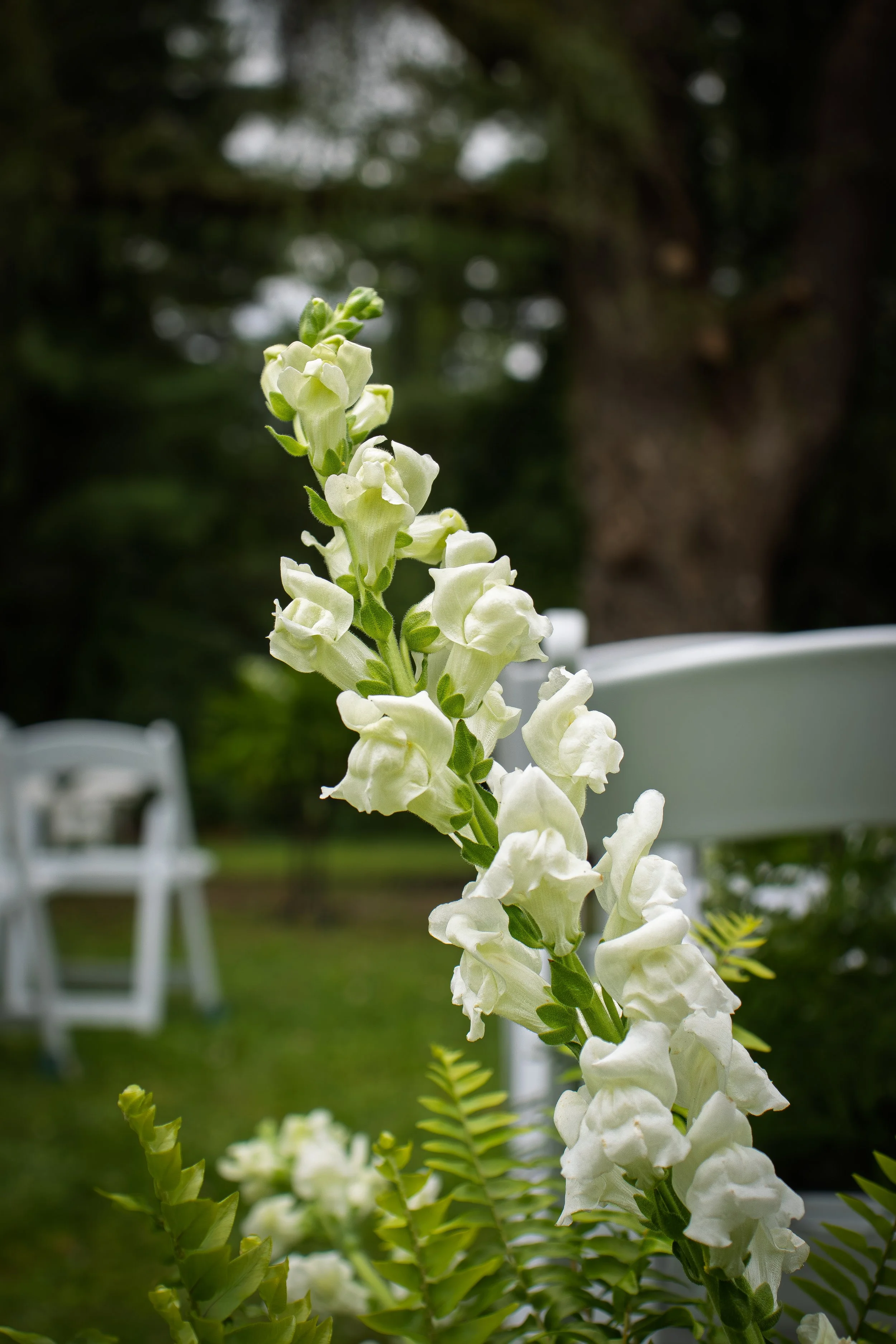 _MG_3520.jpg