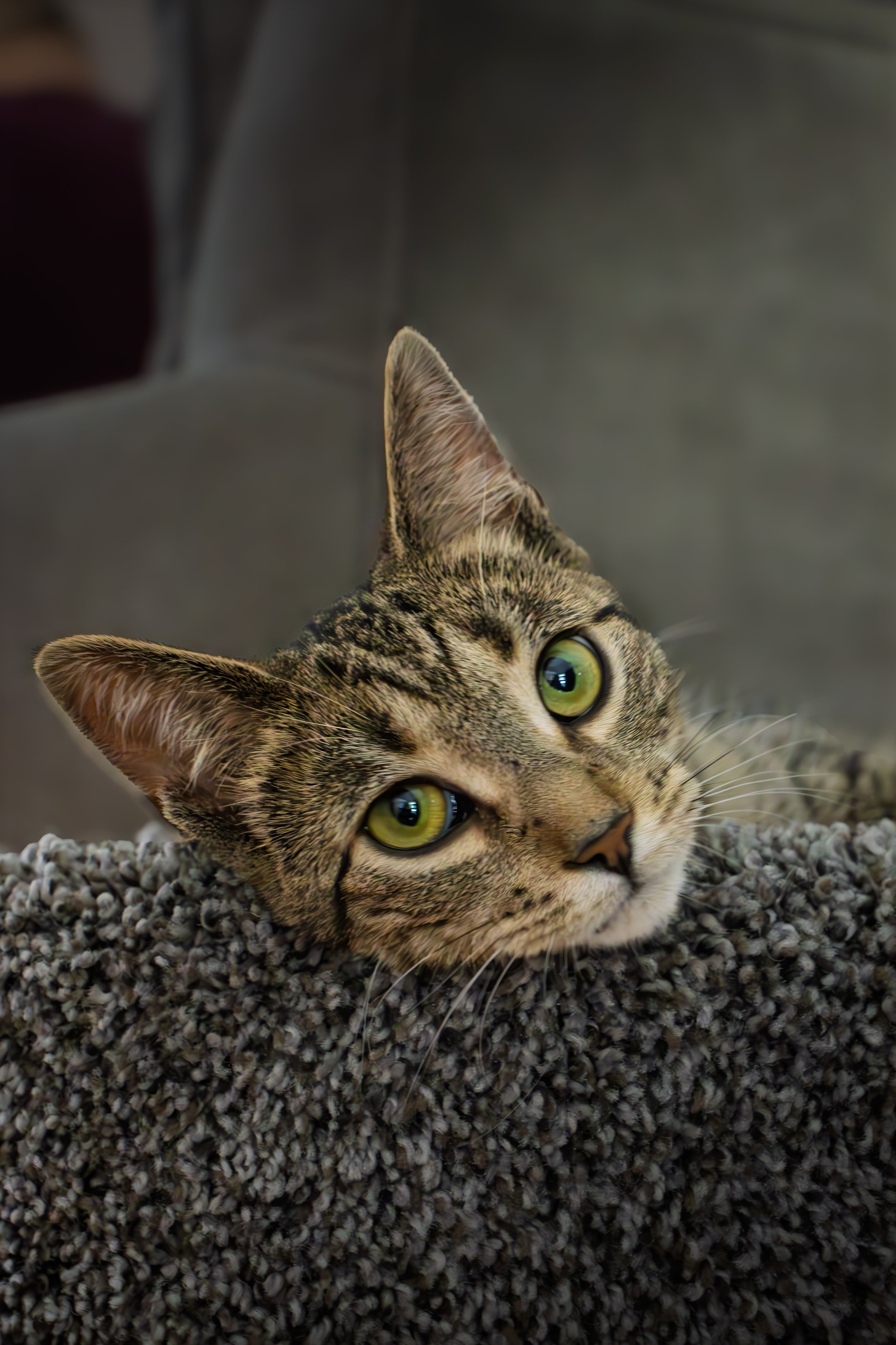 A close-up of a tabby cat lying on a textured surface, with its head resting on the ground and one ear partially visible.