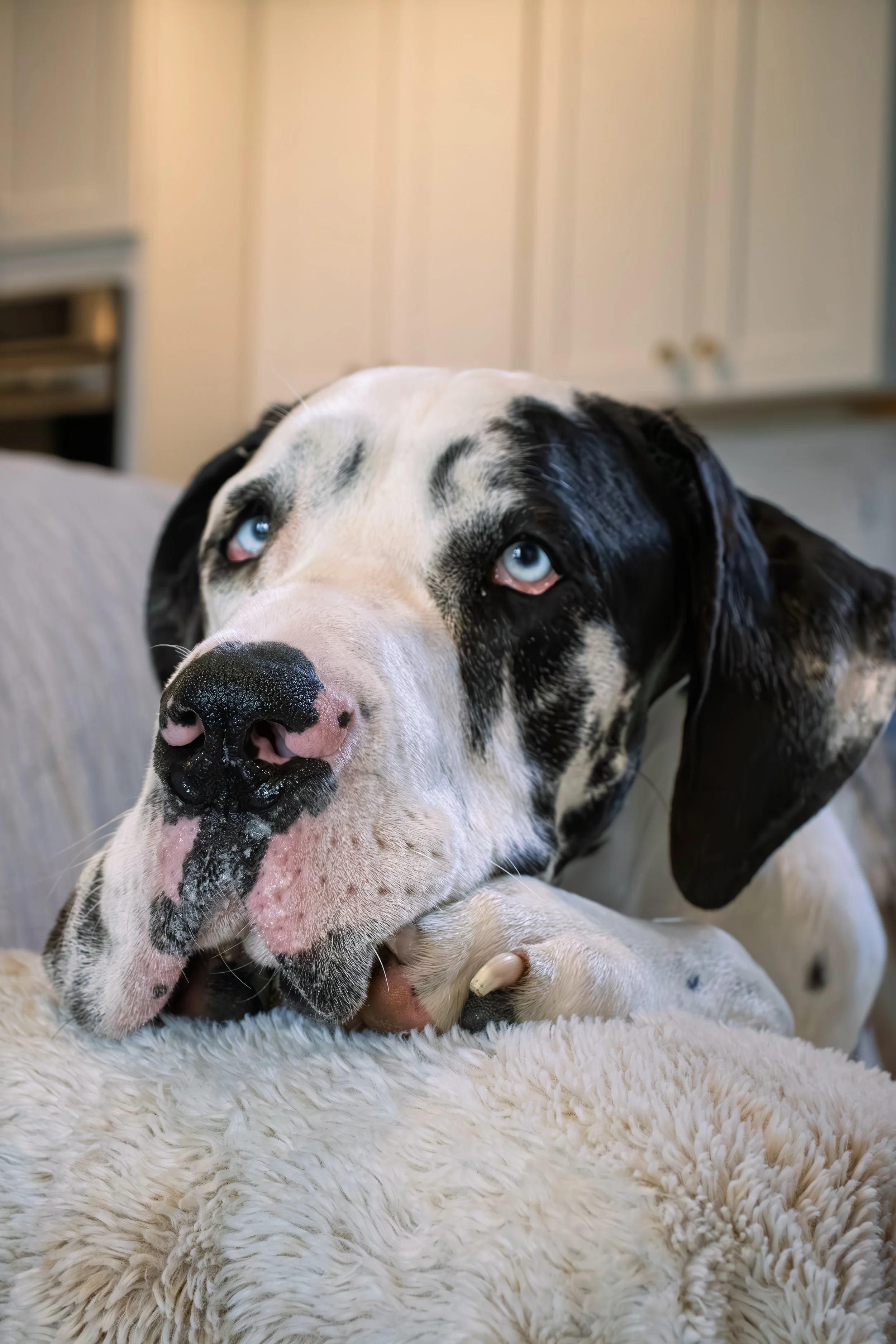 Close-up of a great dane with blue eyes lying on a fluffy white surface, with a background of kitchen cabinets.