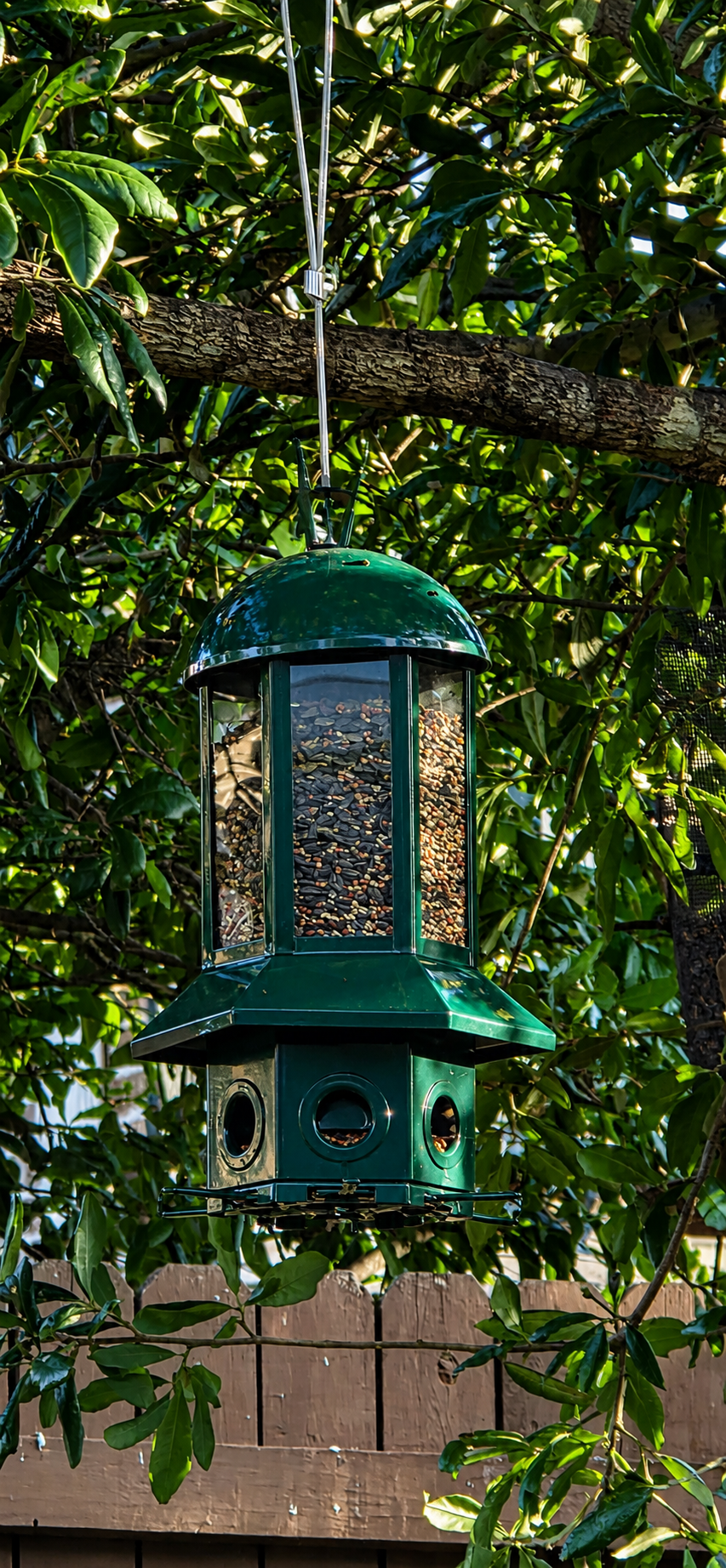 Green bird feeder hanging from a tree branch filled with birdseed, surrounded by green leaves and a wooden fence in the background.
