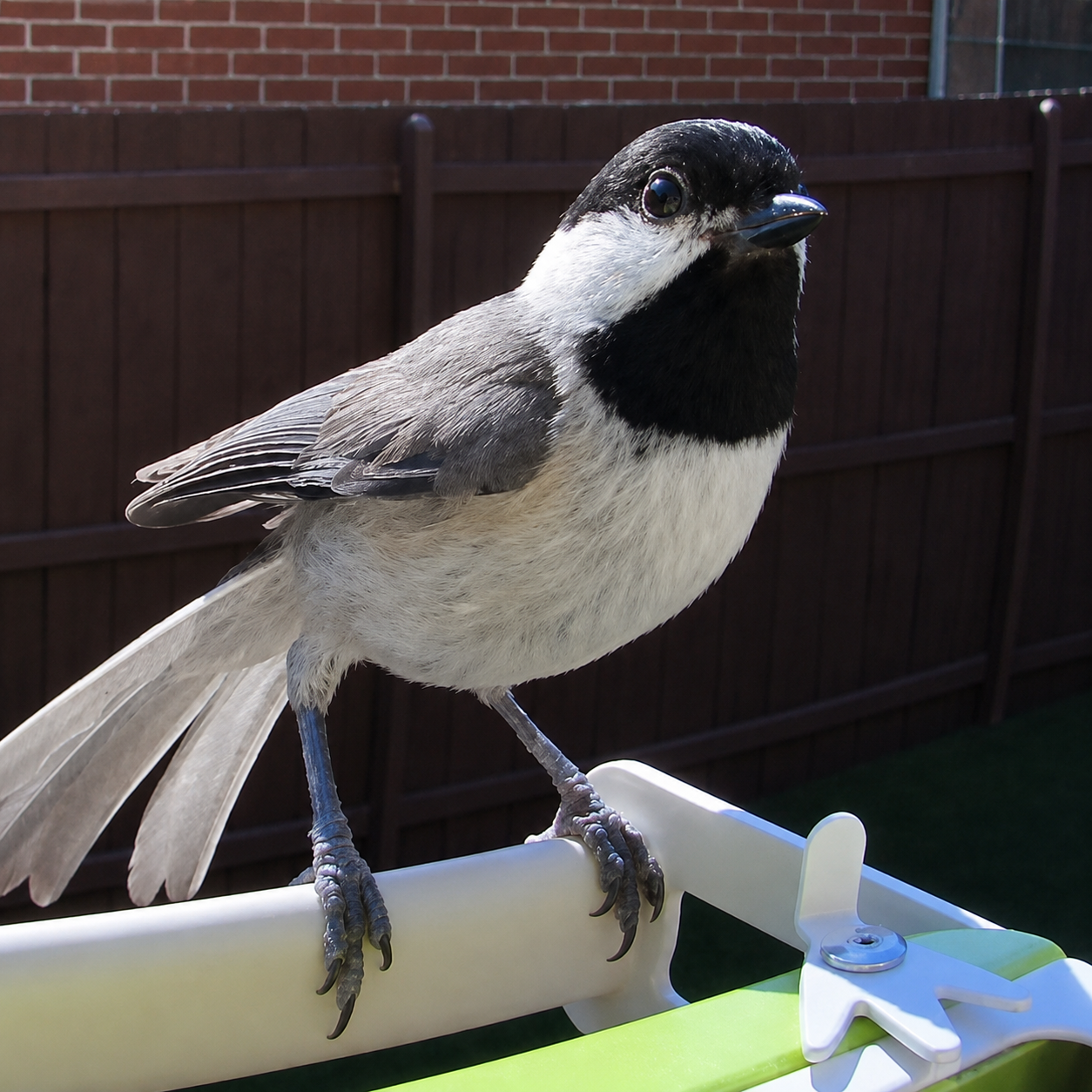 Close-up of a bird perched on a white and green object, with a brick wall and wooden fence in the background.
