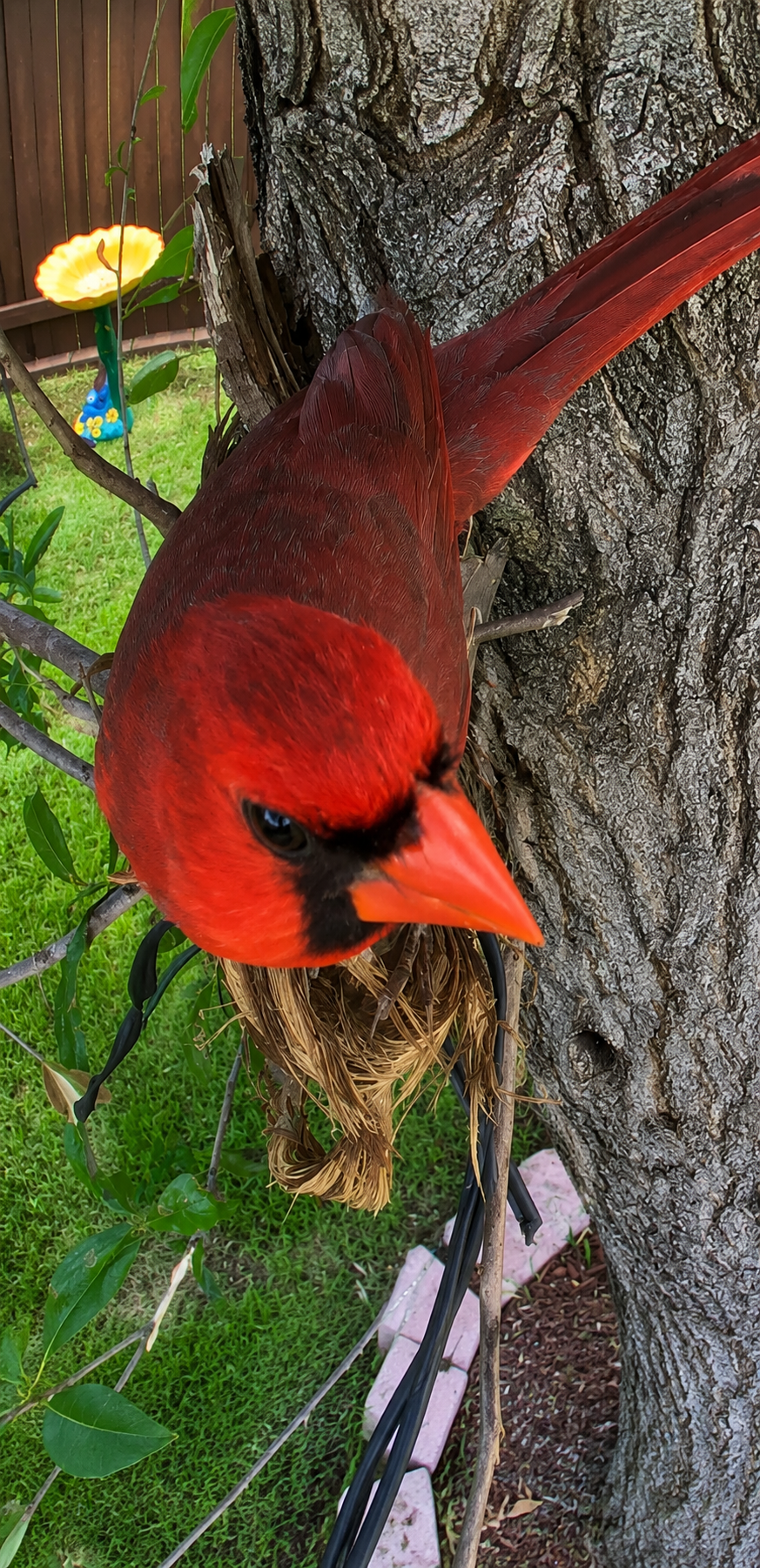 A bright red cardinal perched on the trunk of a tree, with green grass and a wooden fence in the background.