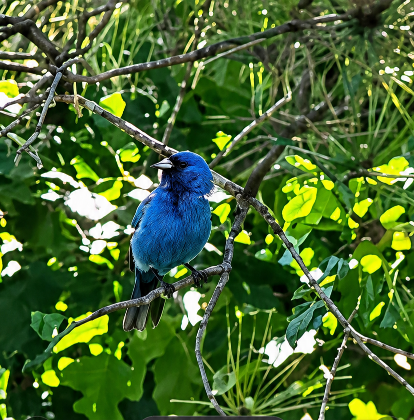A vibrant blue bird perched on a tree branch amidst green foliage.