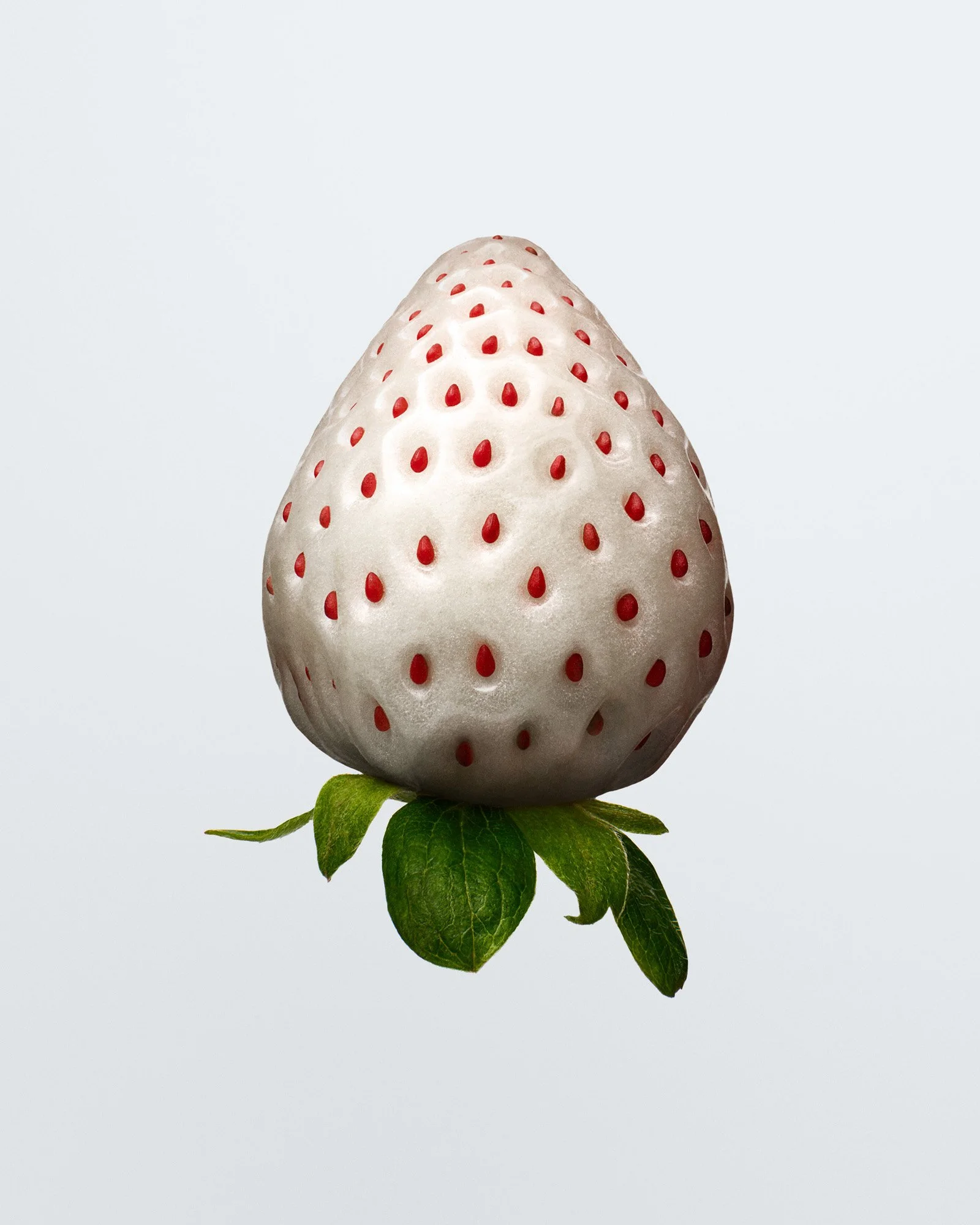 Rikky-Fernandes-2023-0091-Pine-Berry.jpg