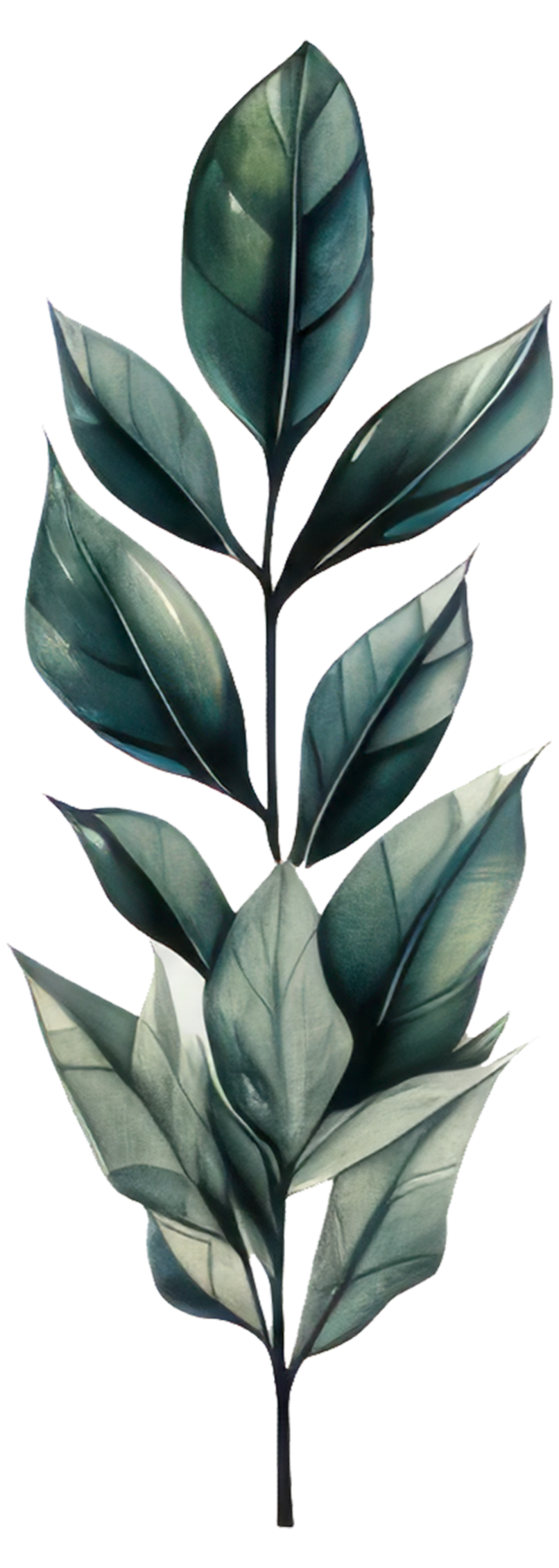 A tall branch with alternating dark and light green leaves, arranged in an overlapping pattern.