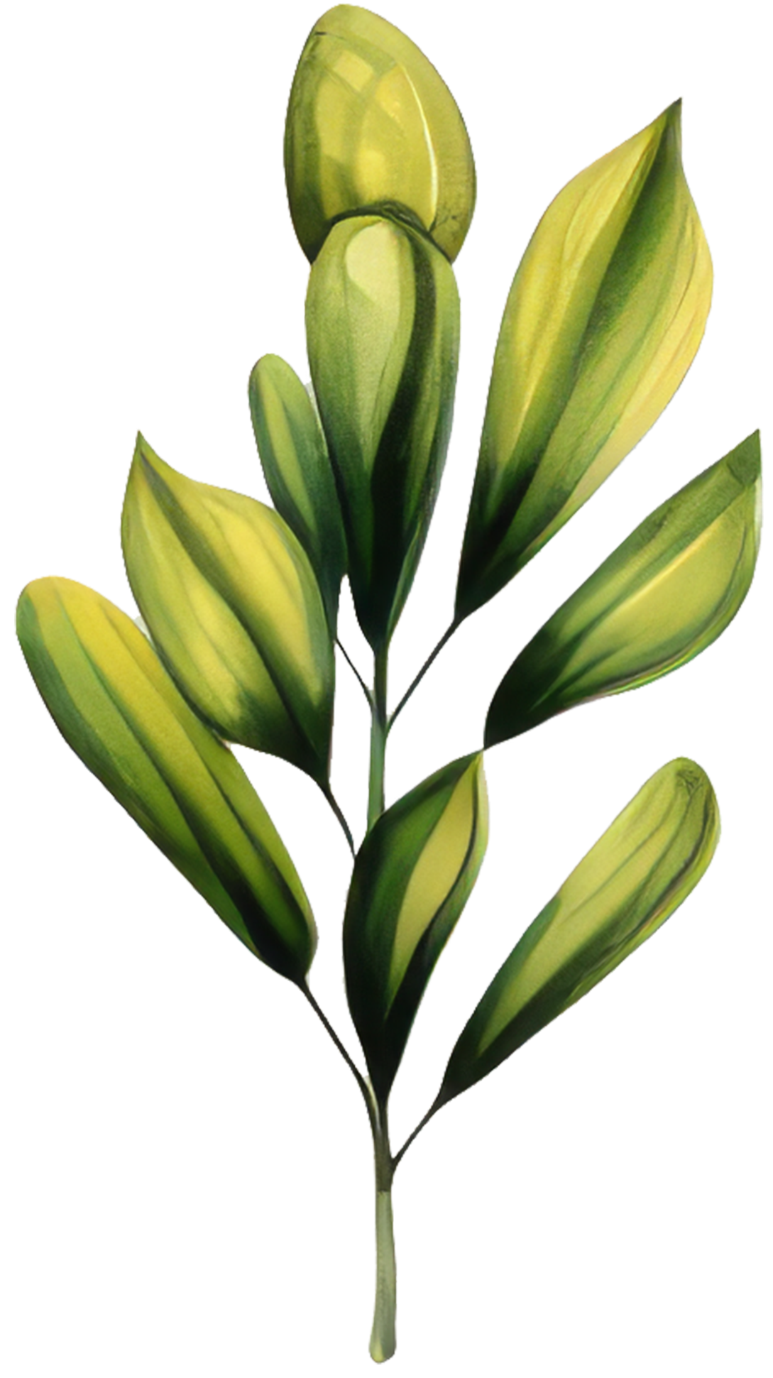 Illustration of a green and yellow striped plant with multiple elongated leaves.