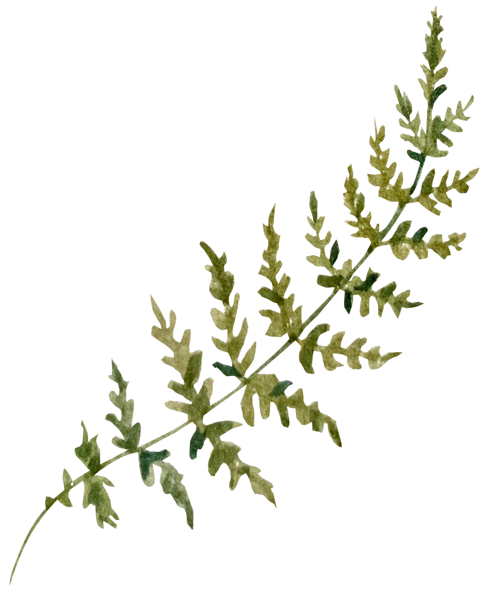Green herb with slender, jagged leaves extending on a stem, laid on a reflective black surface.