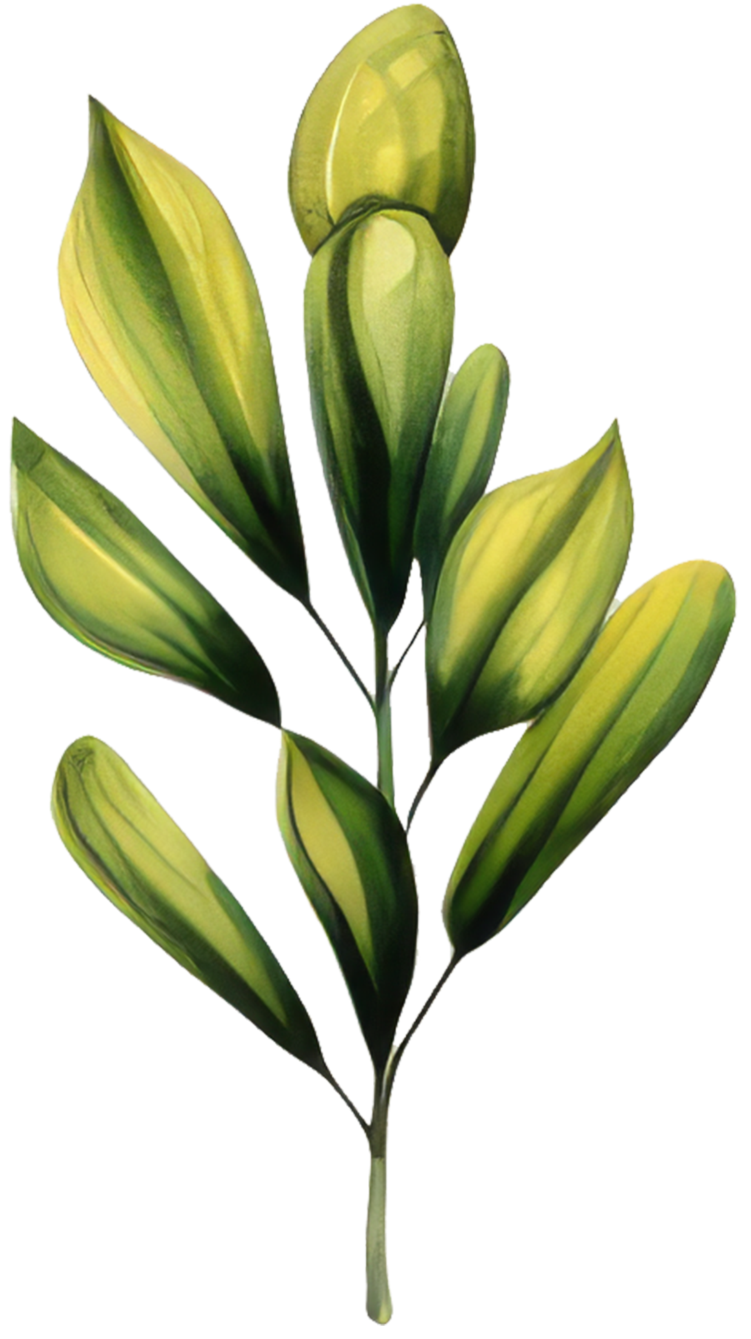 A close-up of a plant with green and yellow striped elongated leaves.