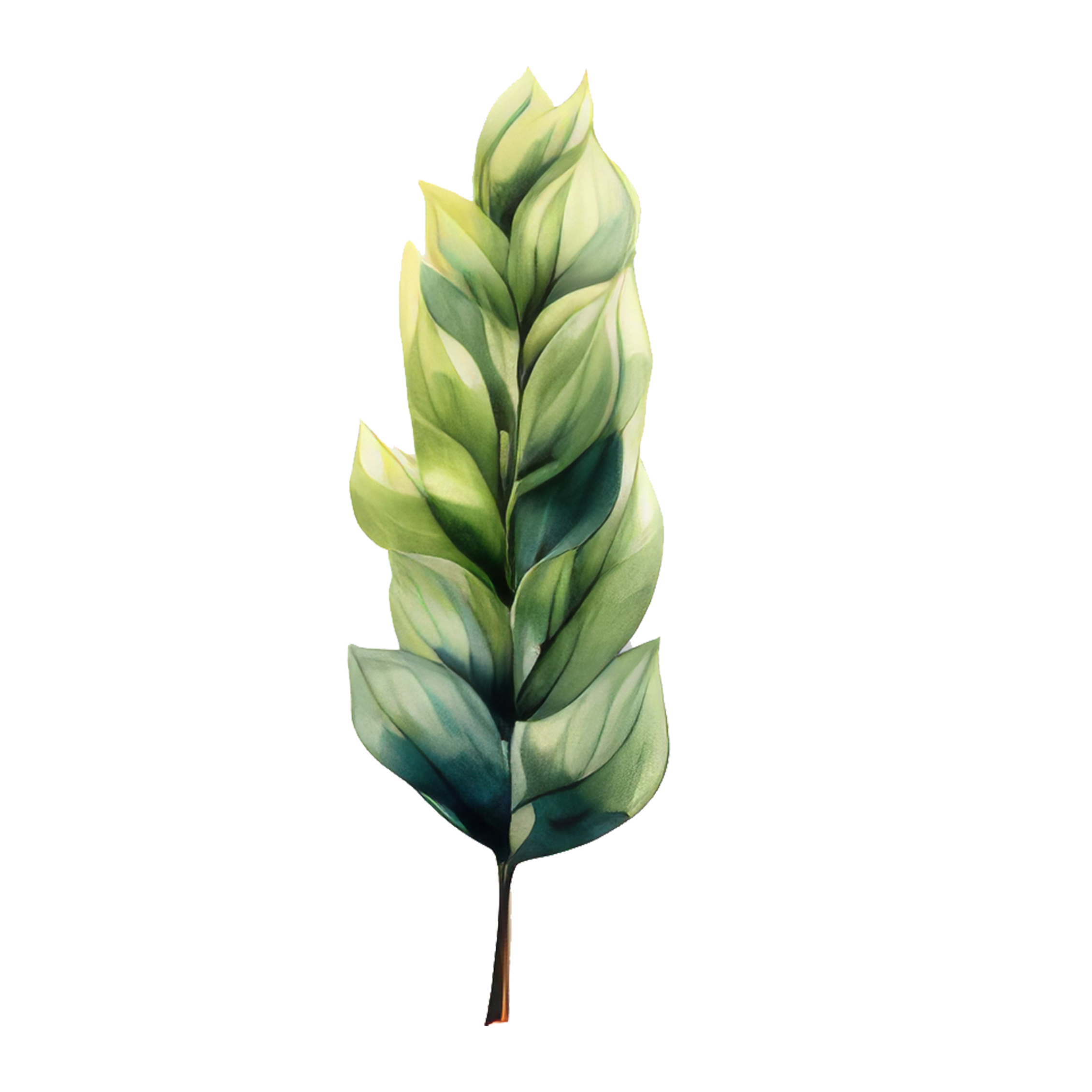 A tall plant with variegated broad green and cream-colored leaves.