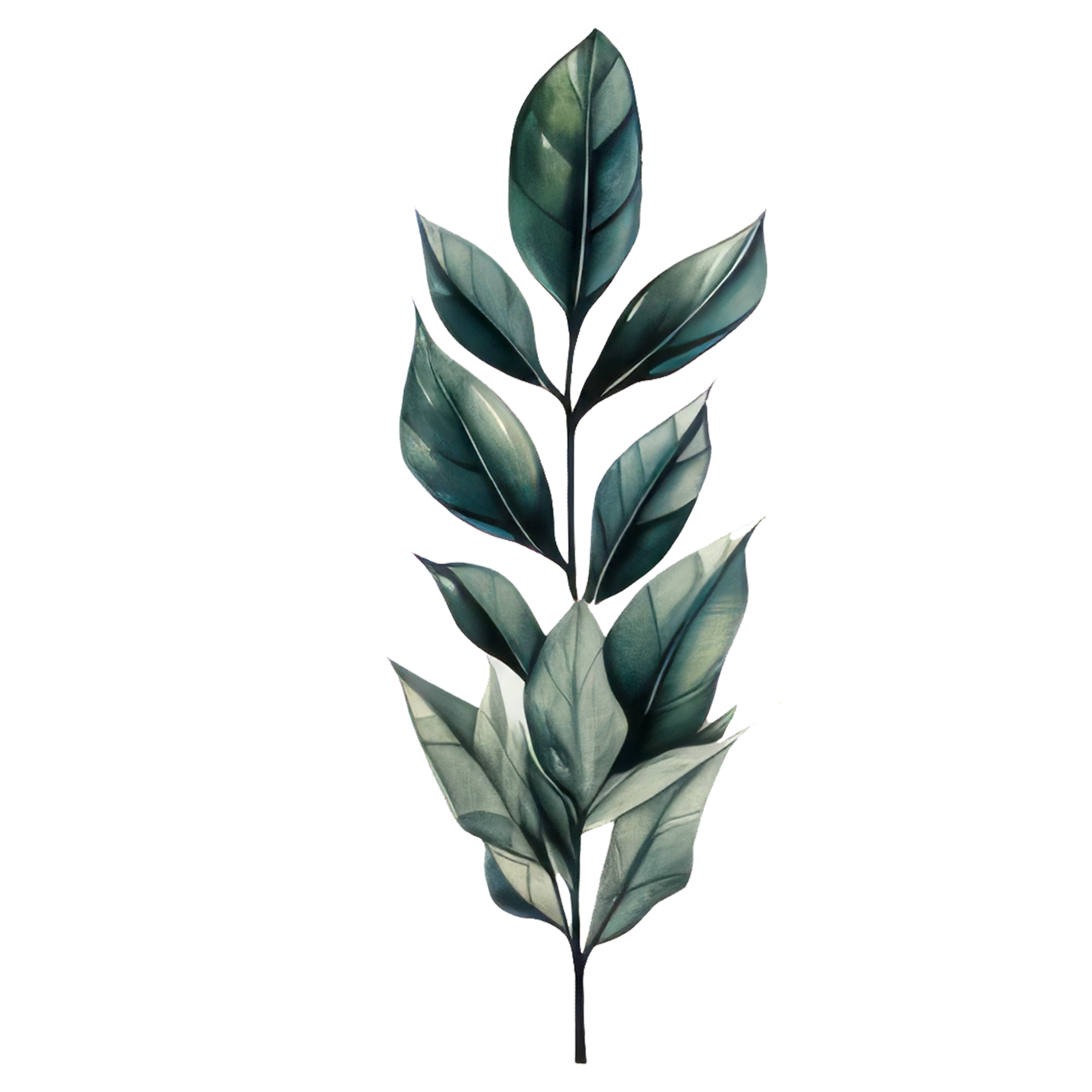 A digital image of a plant with multiple green leaves arranged along a dark stem, against a black background.