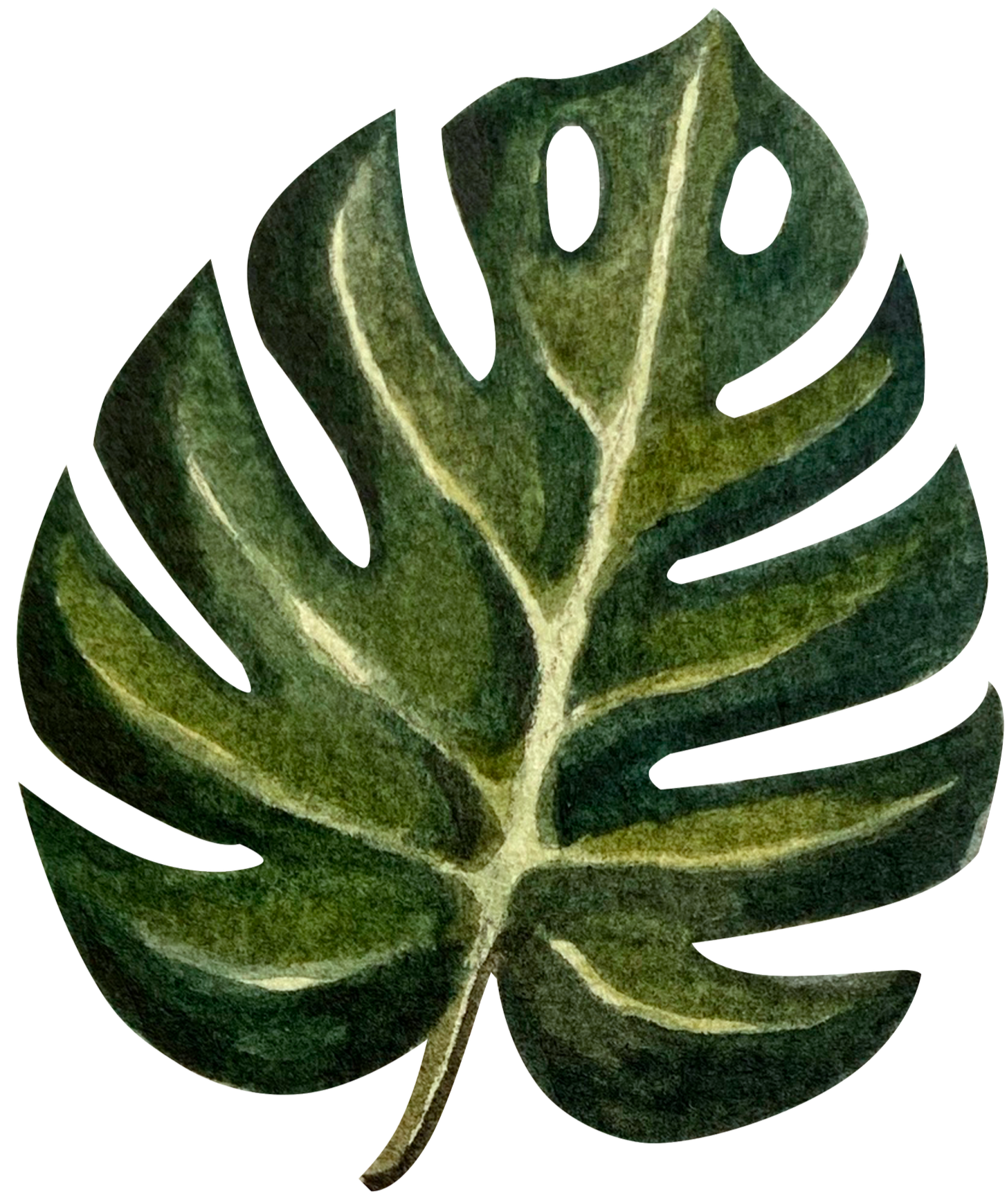 A close-up of a Monstera deliciosa leaf showing green foliage with characteristic holes and splits.