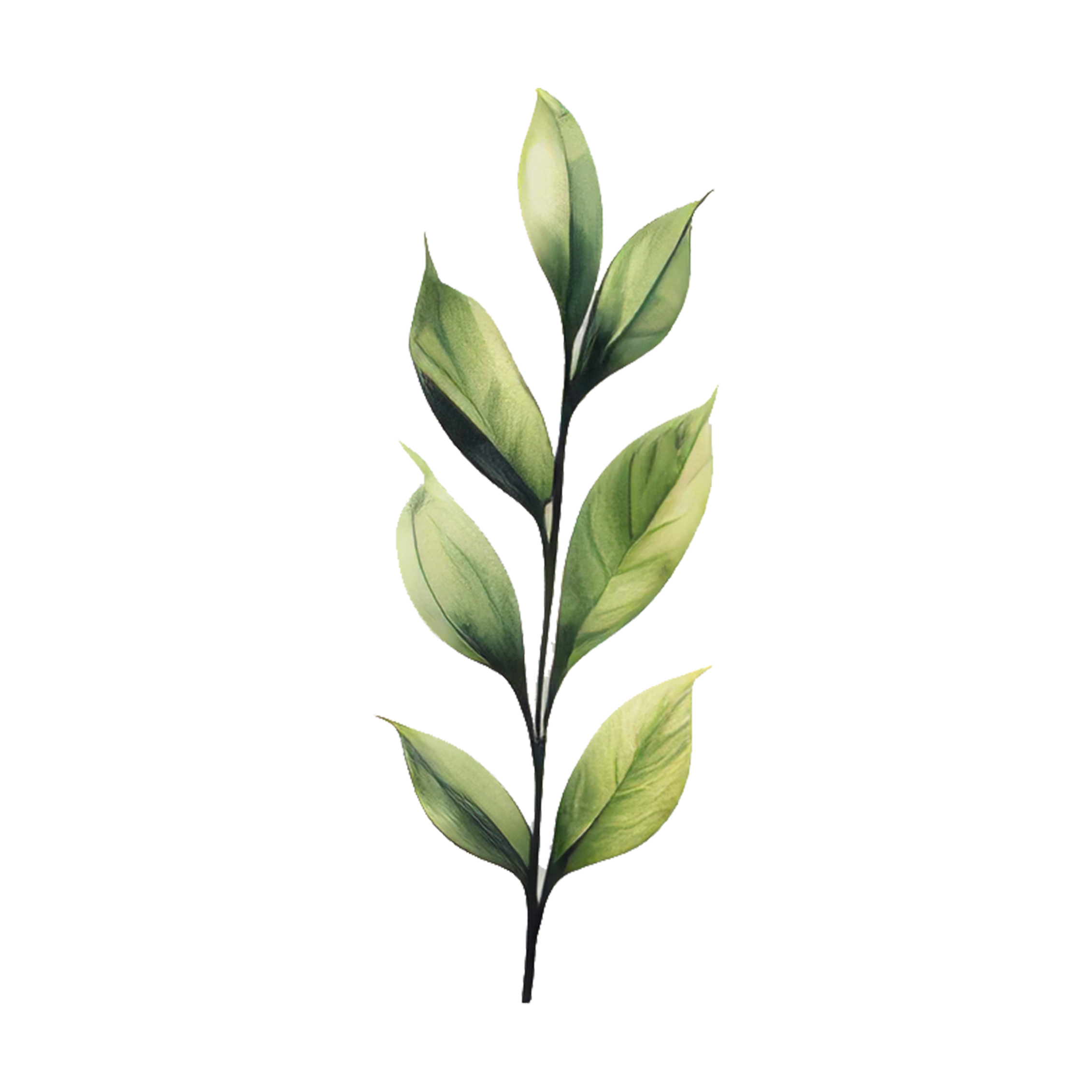 A single plant with variegated green and white leaves against a black background.