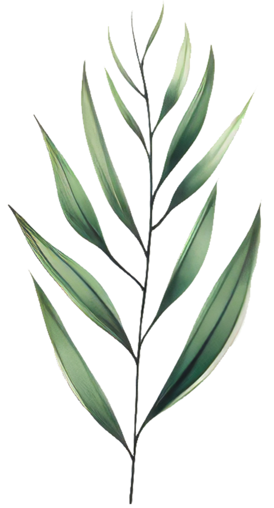 A single green leafy branch with elongated, pointed leaves.
