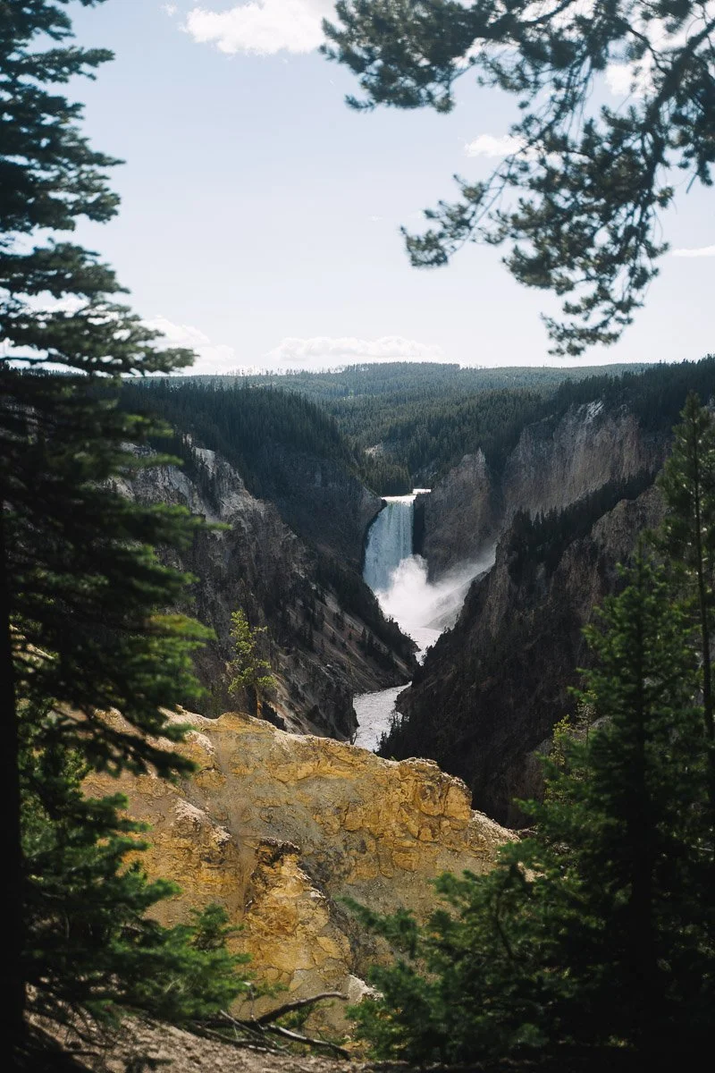 View of Yellowstone Falls in Yellowstone National Park, with waterfalls cascading into a deep canyon surrounded by pine trees and rocky cliffs under a partly cloudy sky.