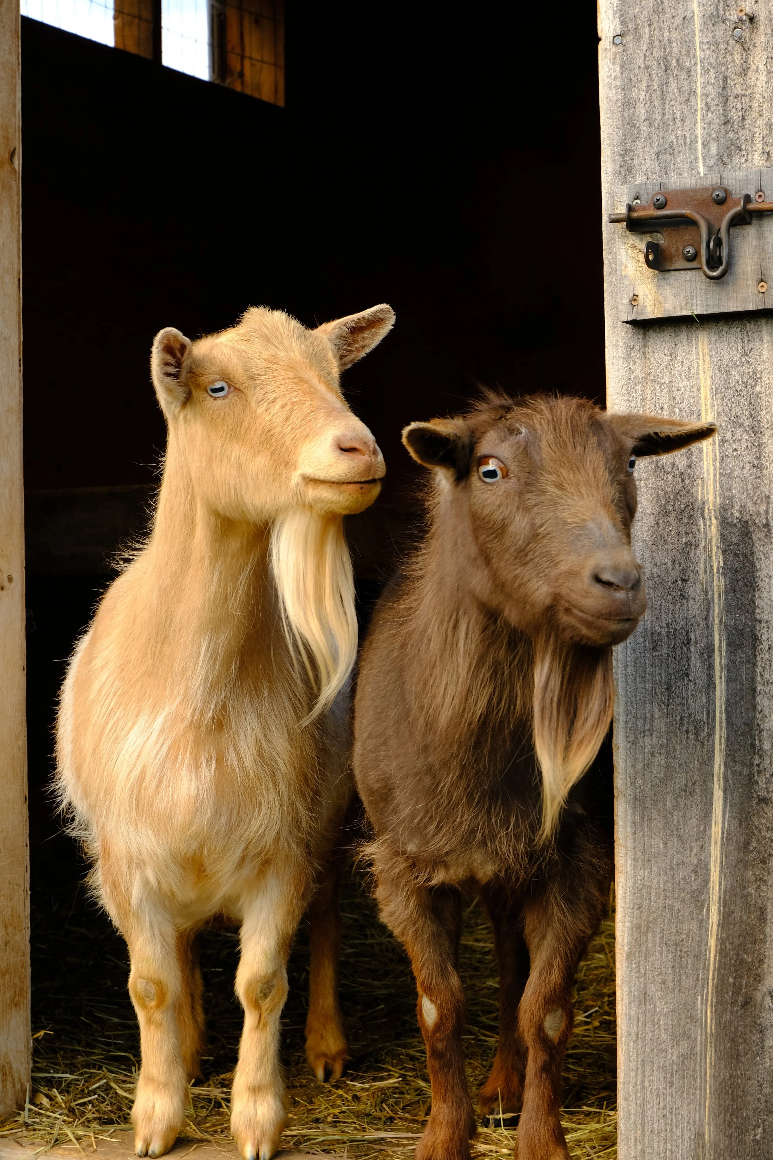 Two goats, one light tan with white beard and blue eyes, and the other dark brown with darker eyes, stand side by side in a barn with hay on the ground and a wooden door with a metal latch.