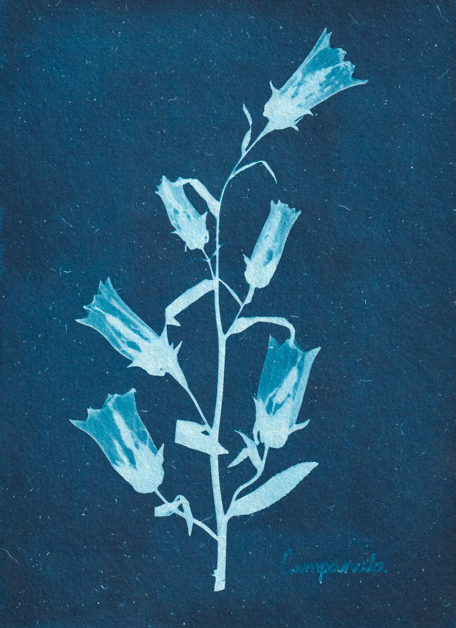 Scan 30.jpg