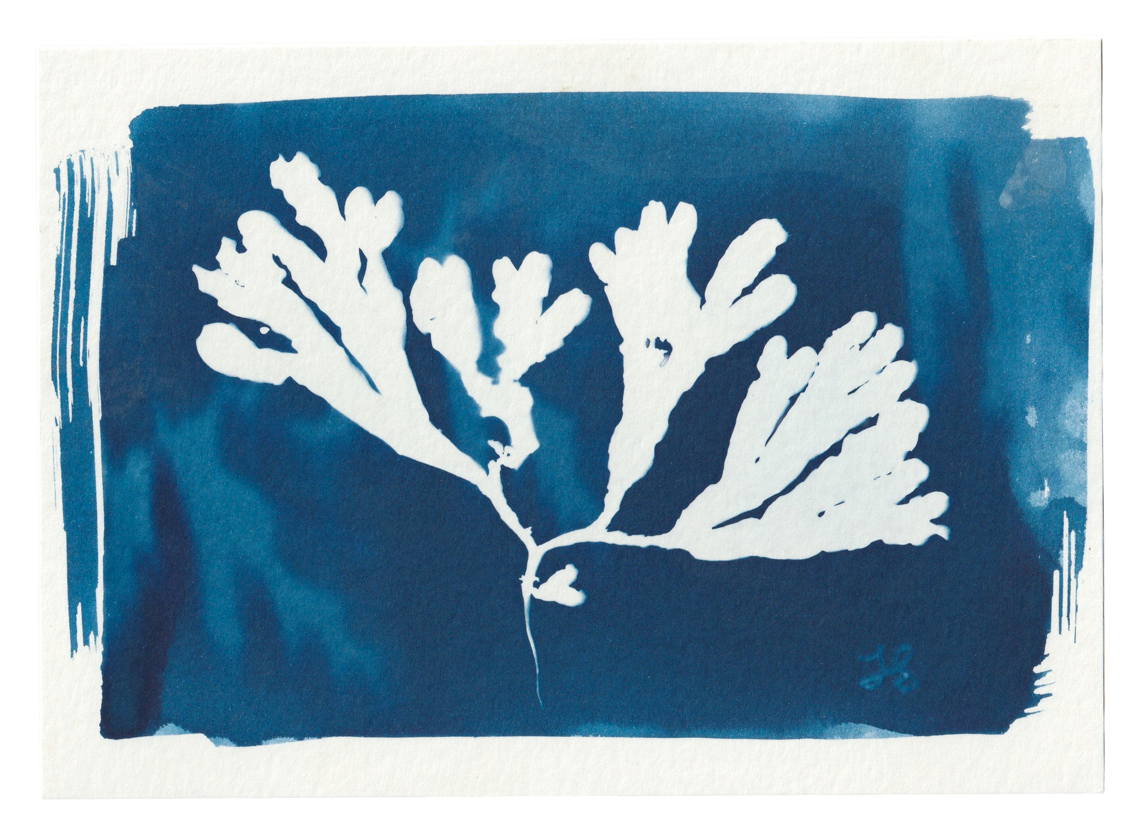 seaweed.png